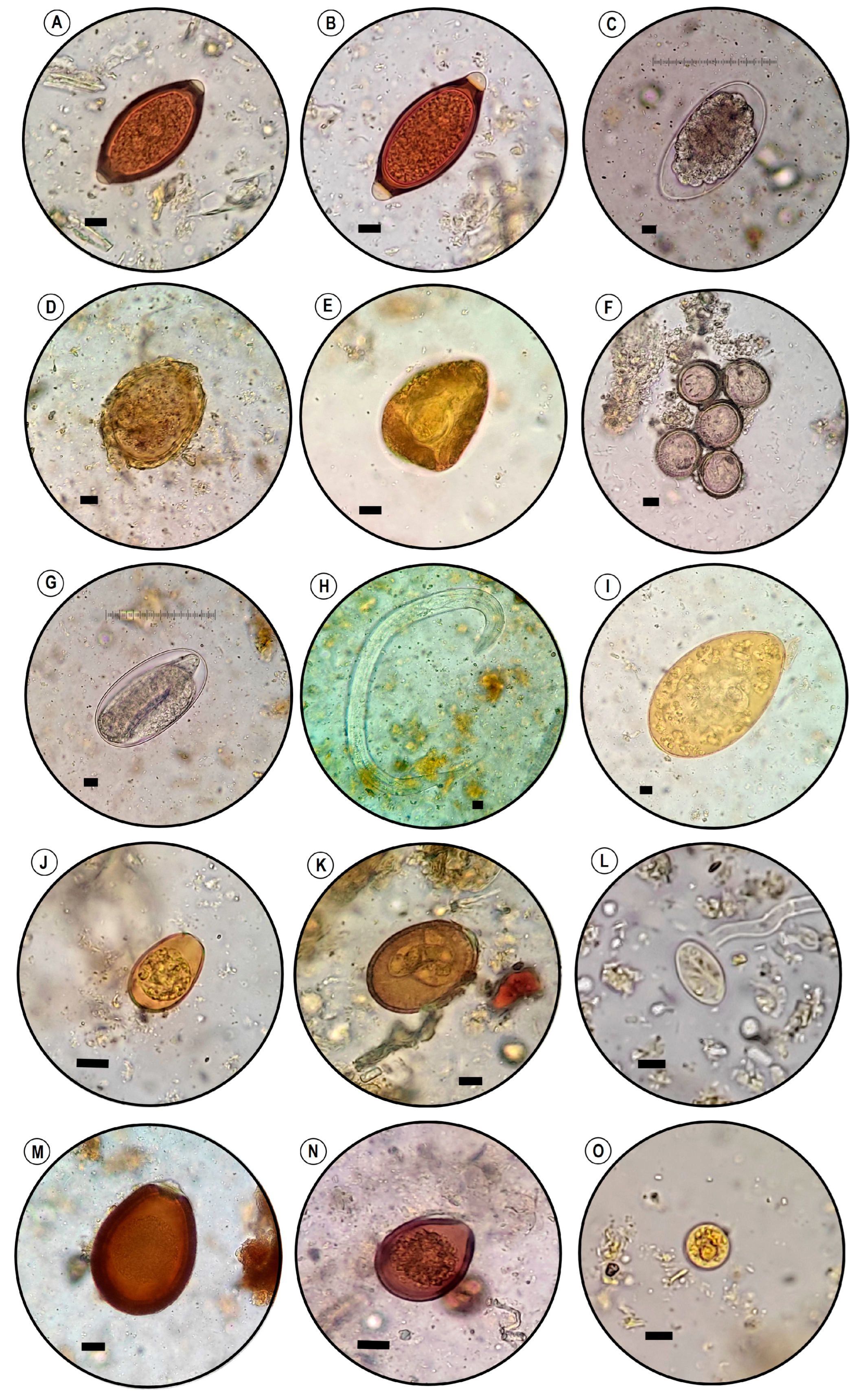 Vetsci 10 00261 g002 Vetsci 10 00261 g002