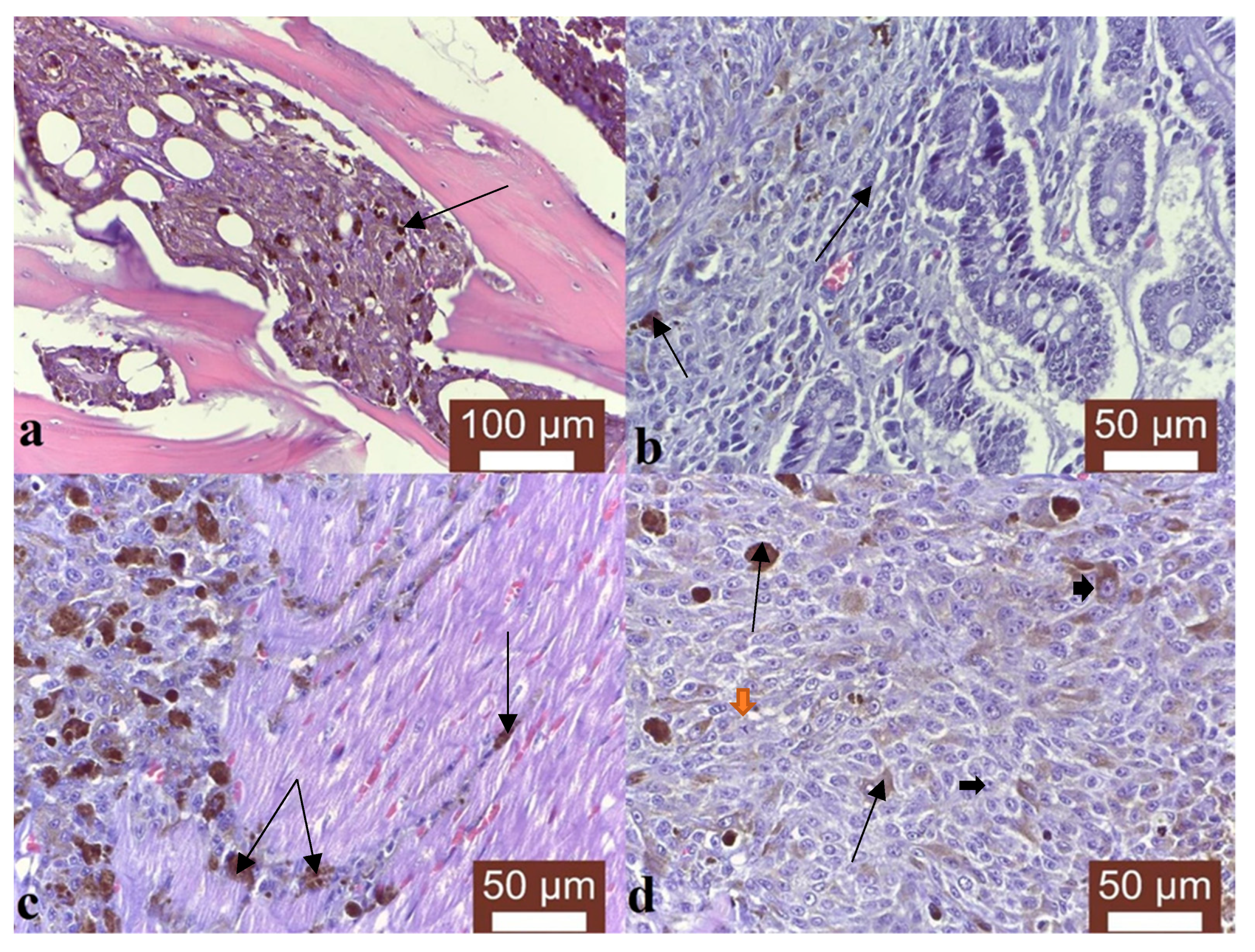 Vetsci 10 00282 g002