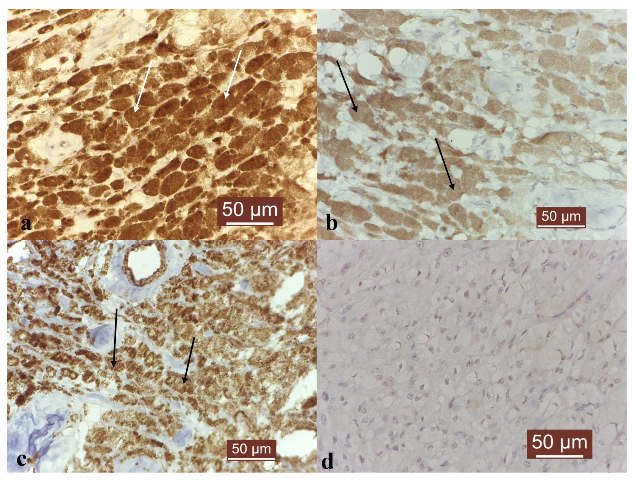 Vetsci 10 00282 g003