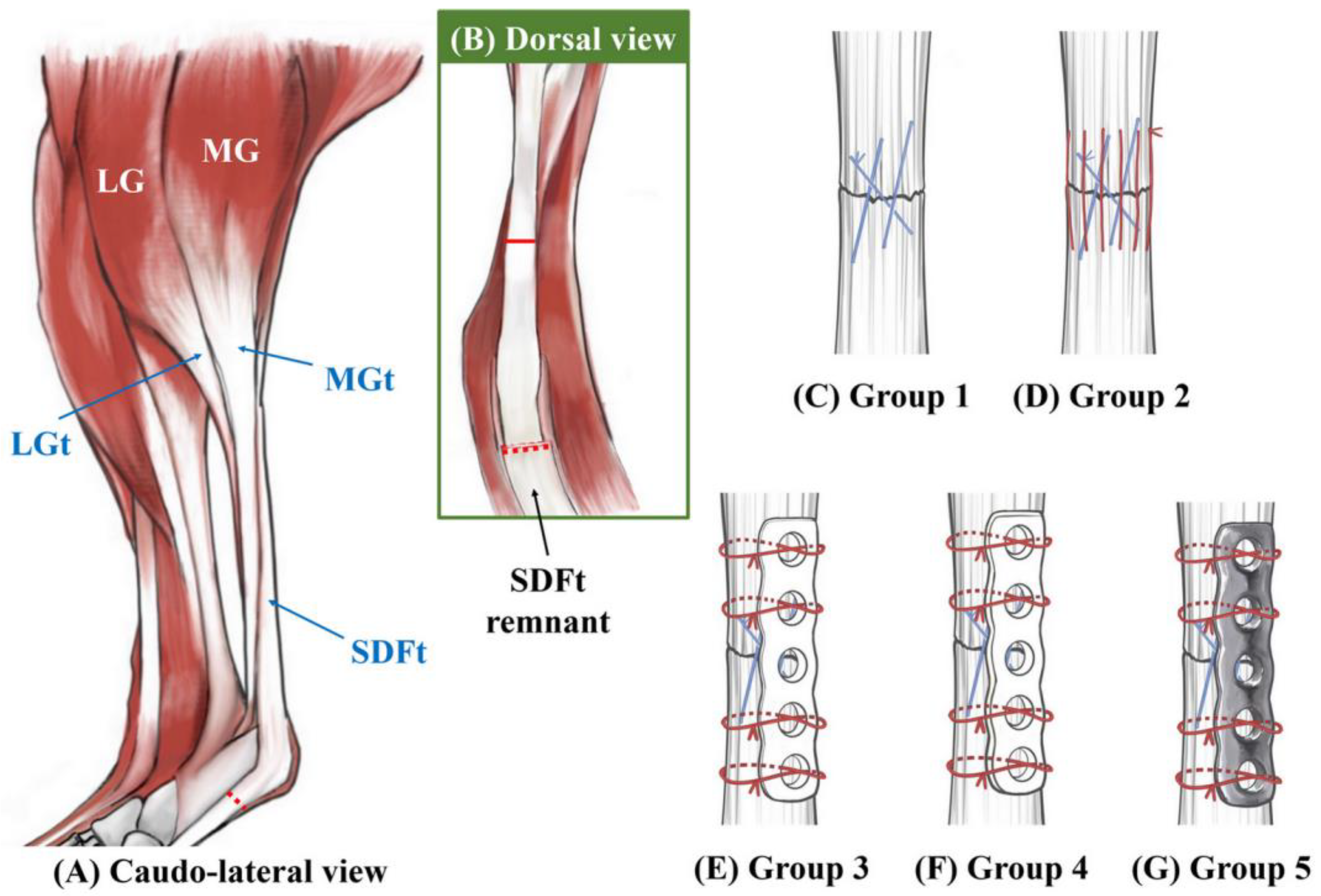 Vetsci 10 00289 g002 Vetsci 10 00289 g002