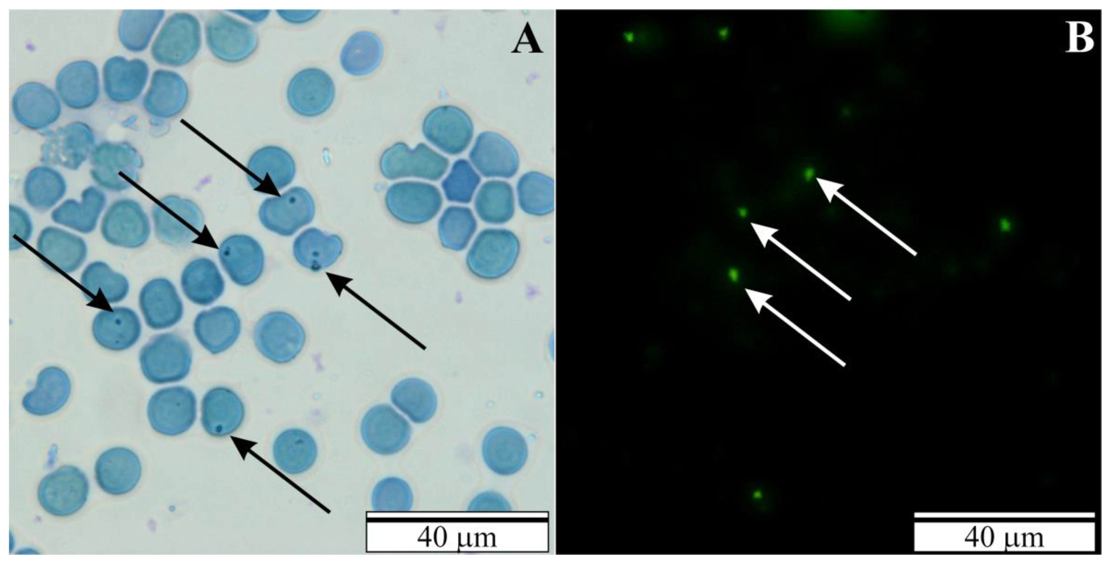 Vetsci 10 00291 g001