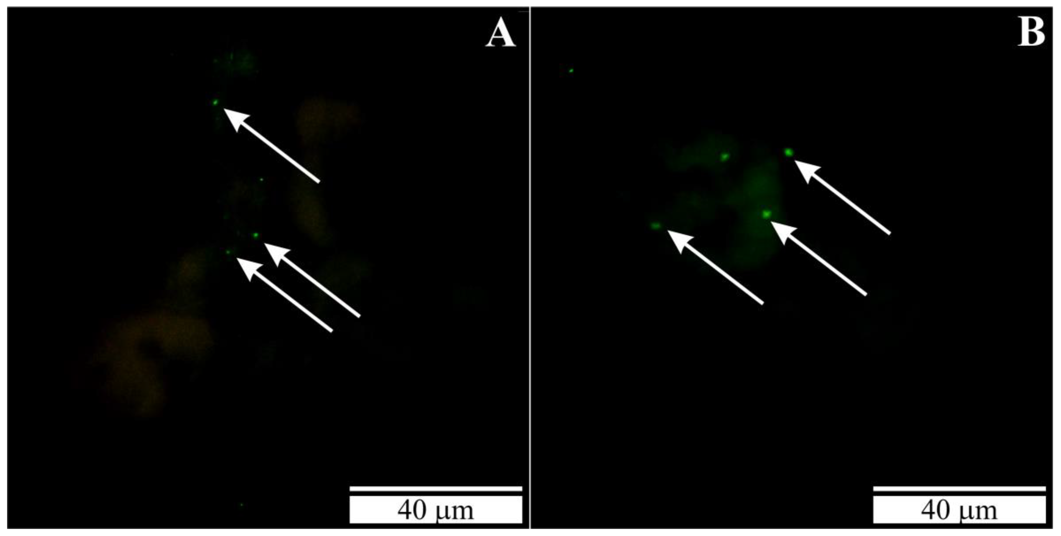 Vetsci 10 00291 g002