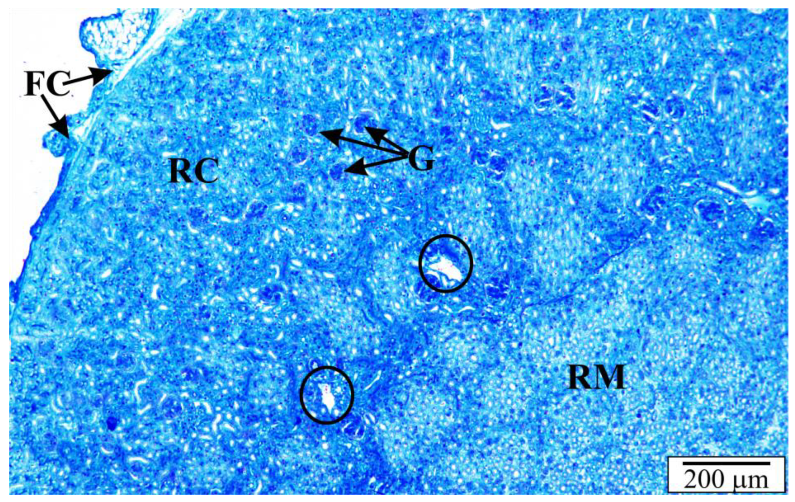 Vetsci 10 00291 g003