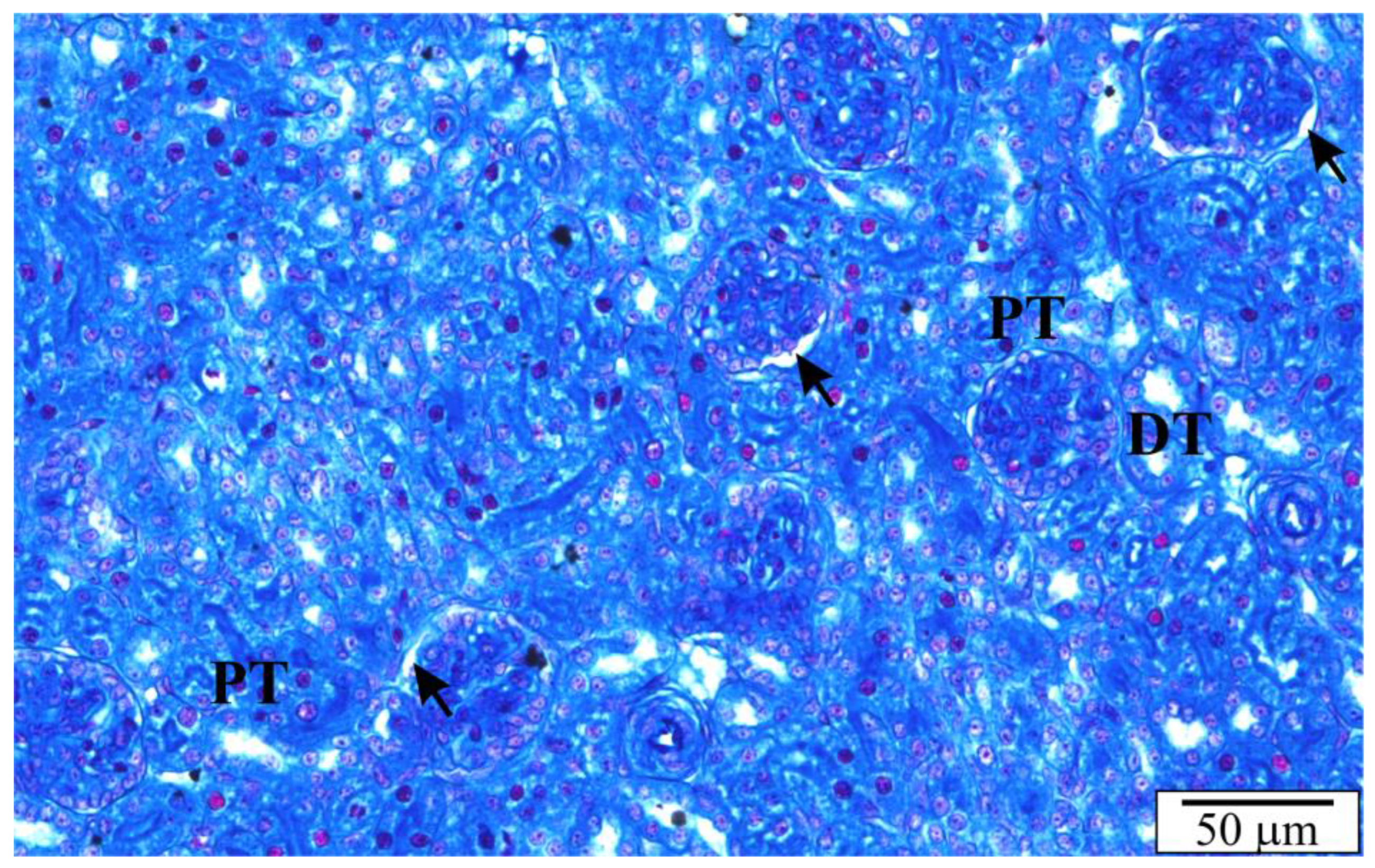 Vetsci 10 00291 g004