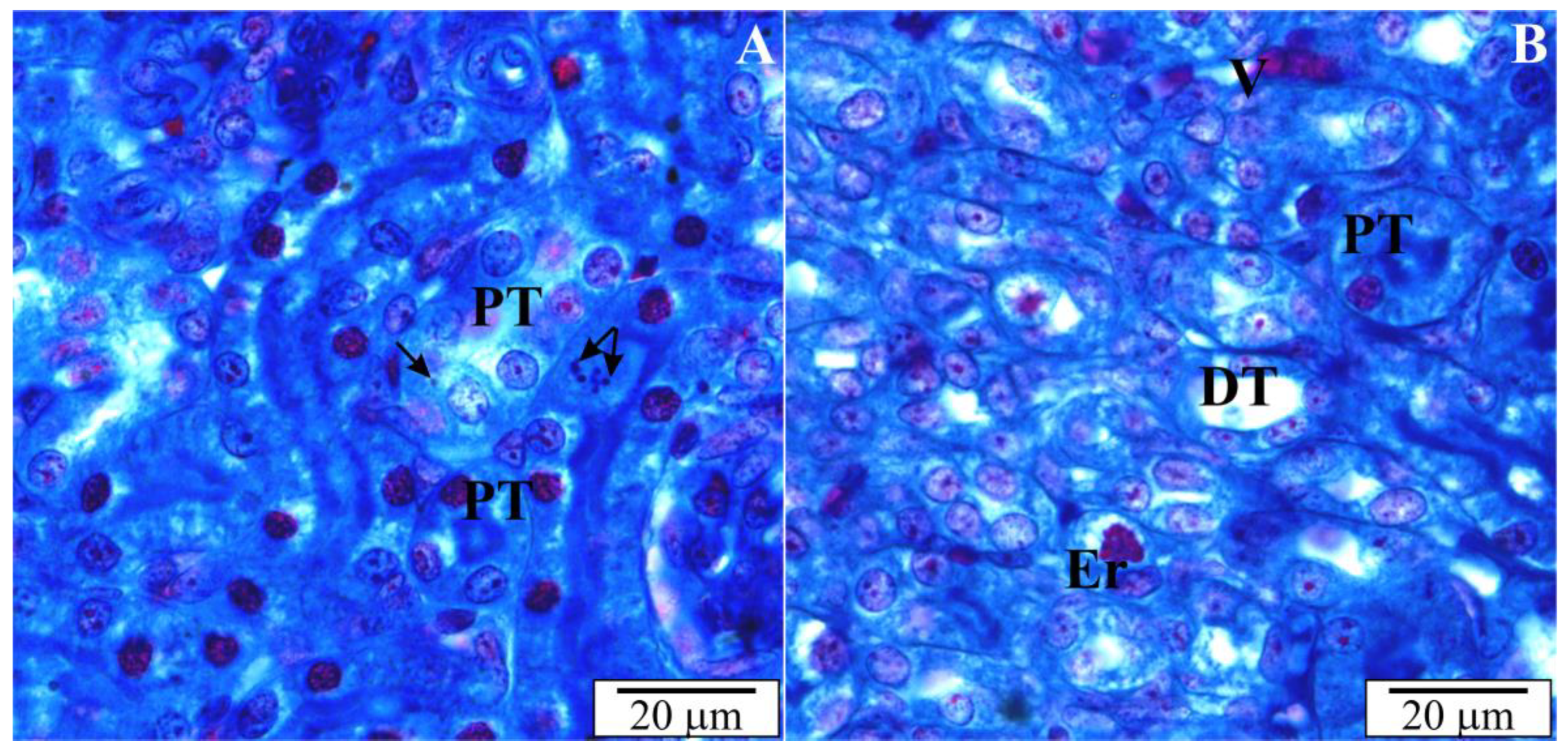 Vetsci 10 00291 g005