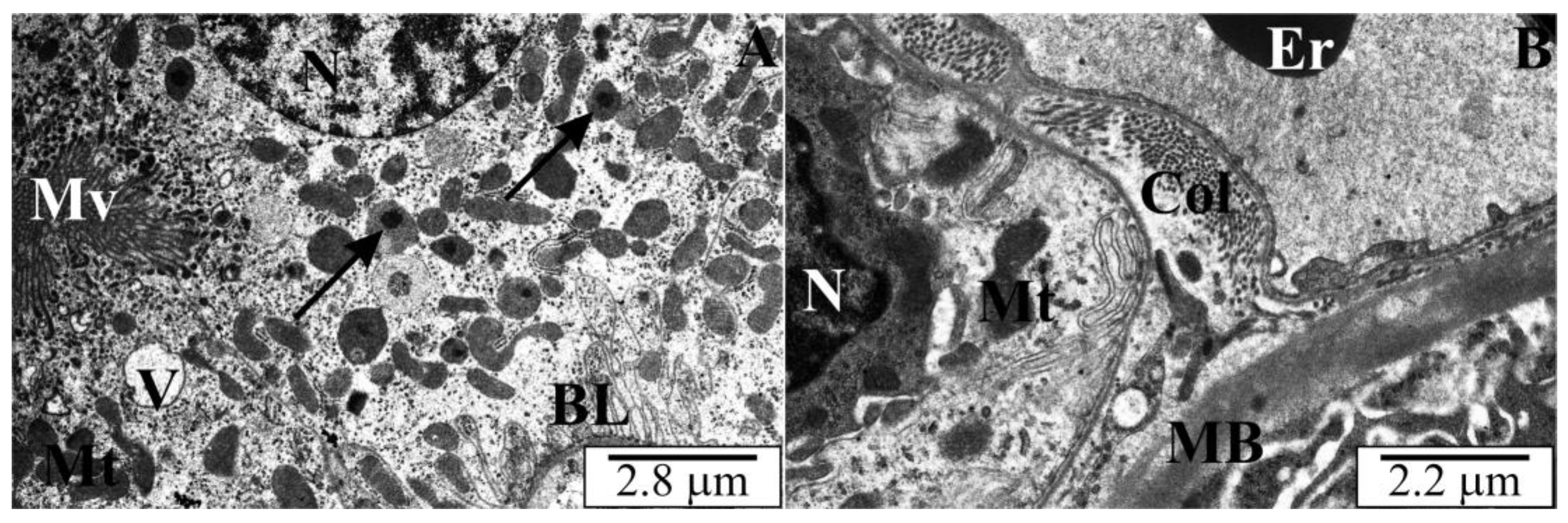 Vetsci 10 00291 g006