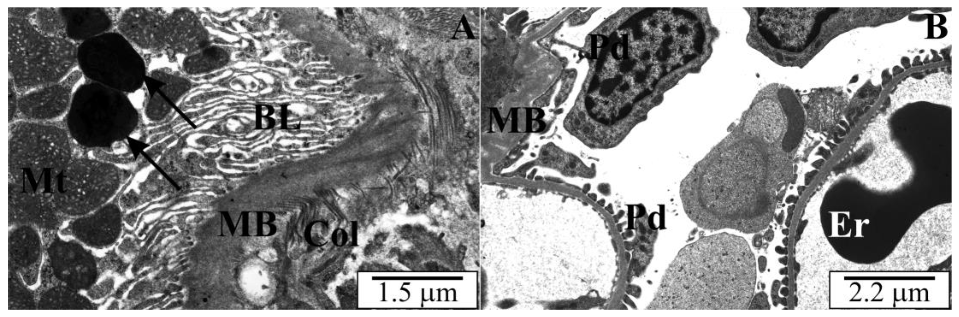 Vetsci 10 00291 g007