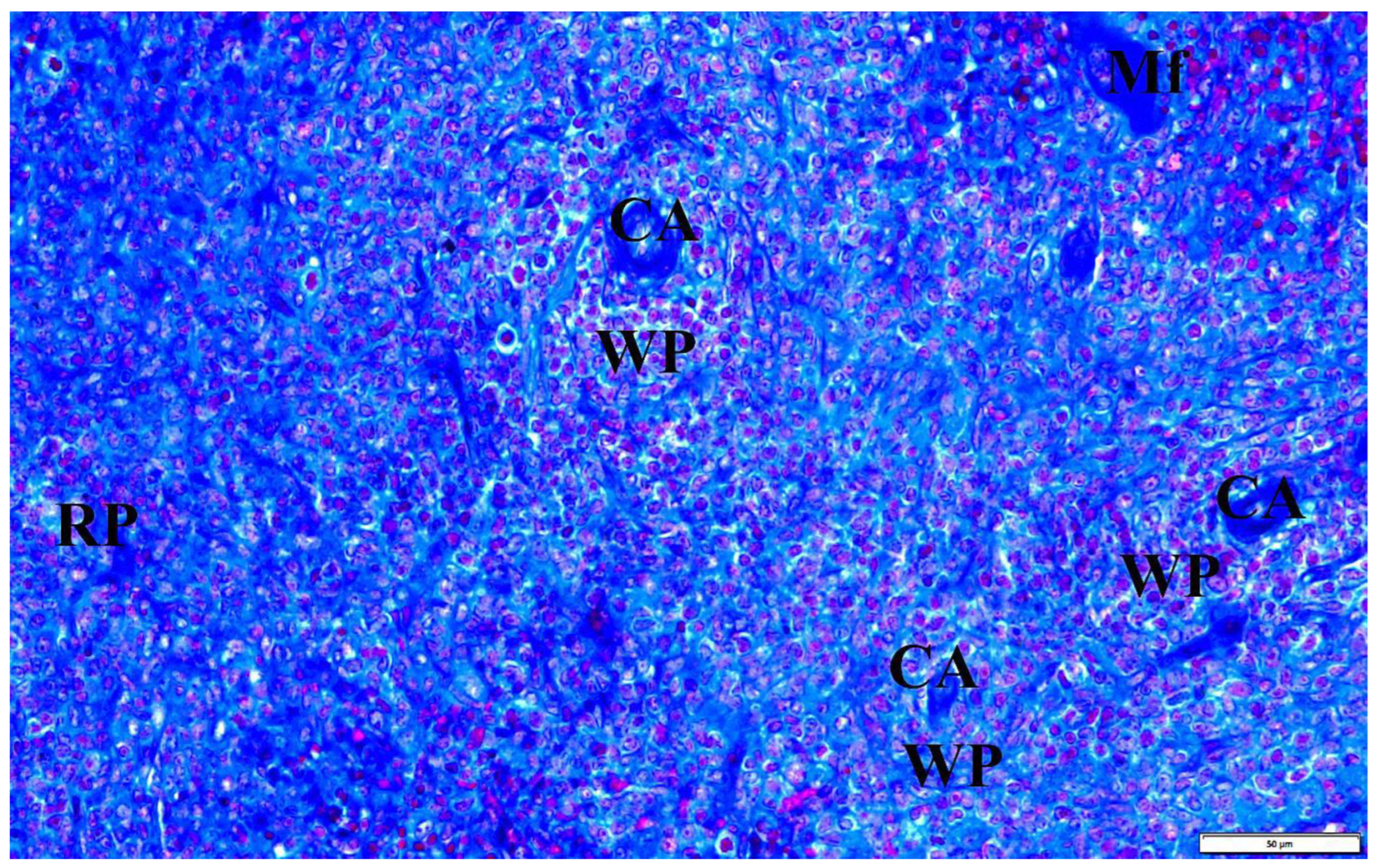 Vetsci 10 00291 g008