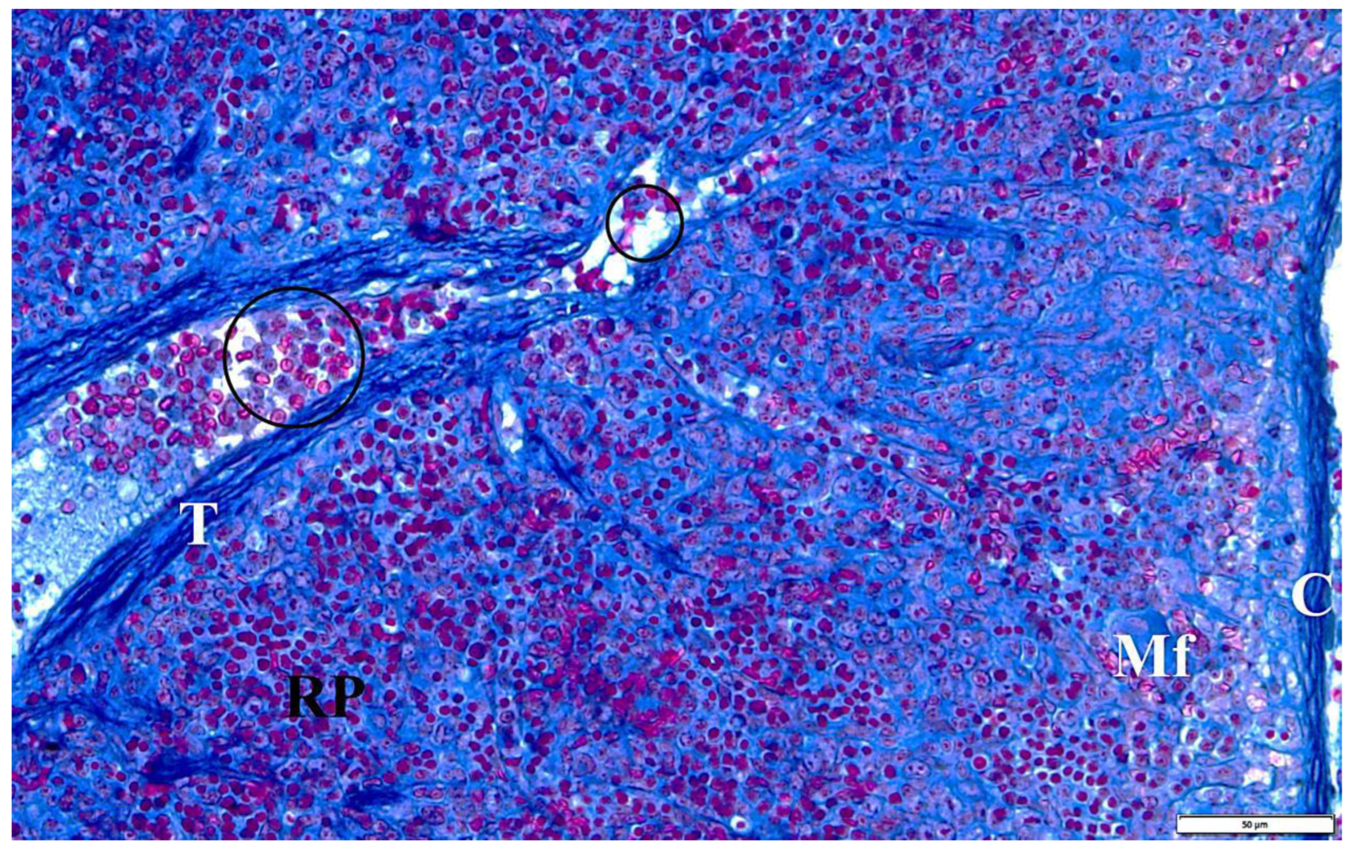 Vetsci 10 00291 g009