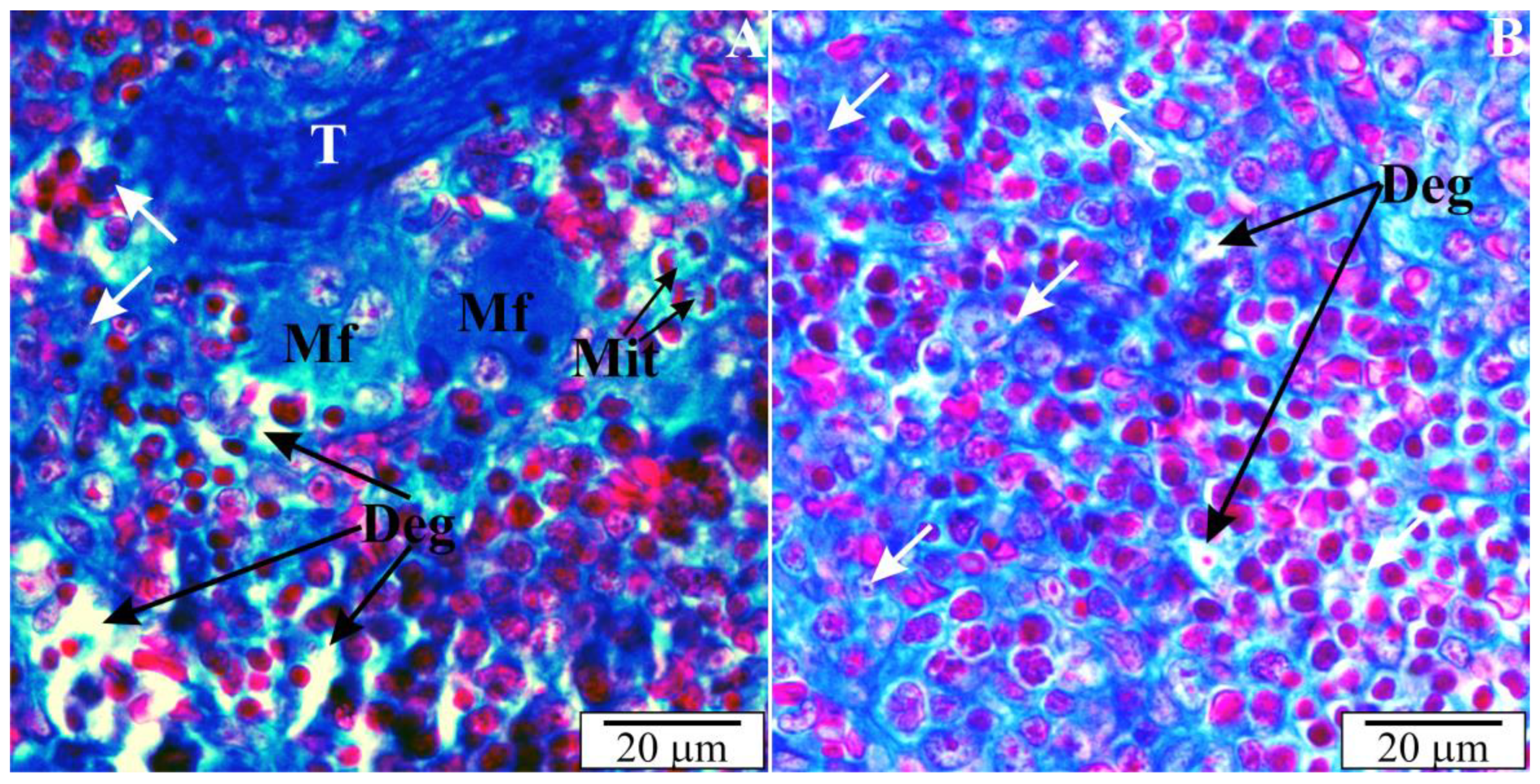 Vetsci 10 00291 g010