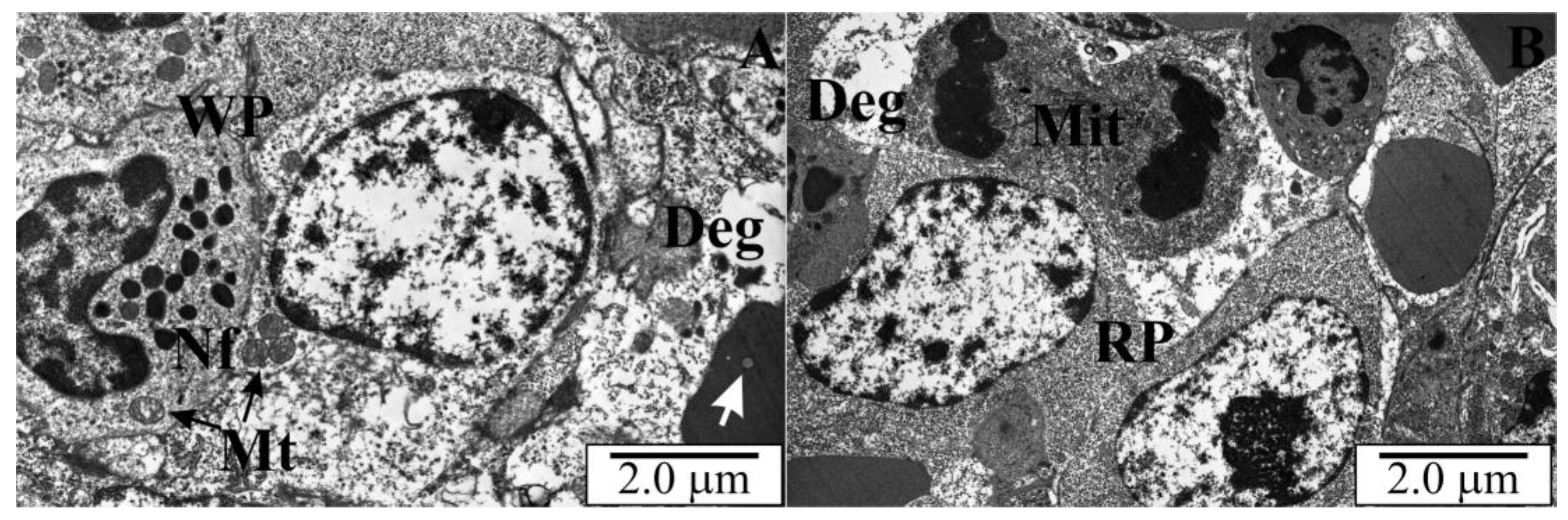 Vetsci 10 00291 g011