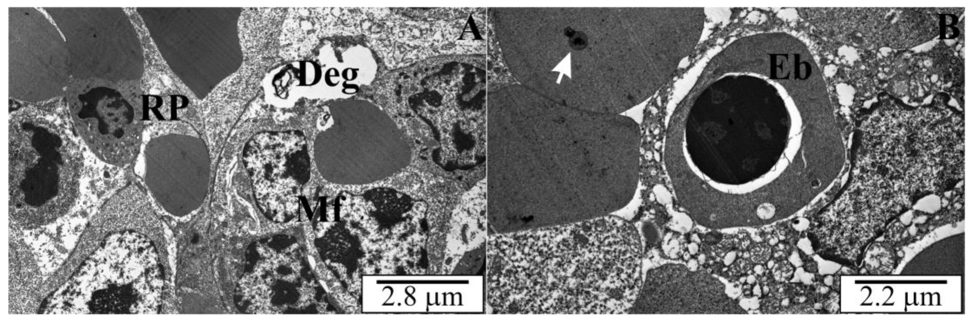 Vetsci 10 00291 g012
