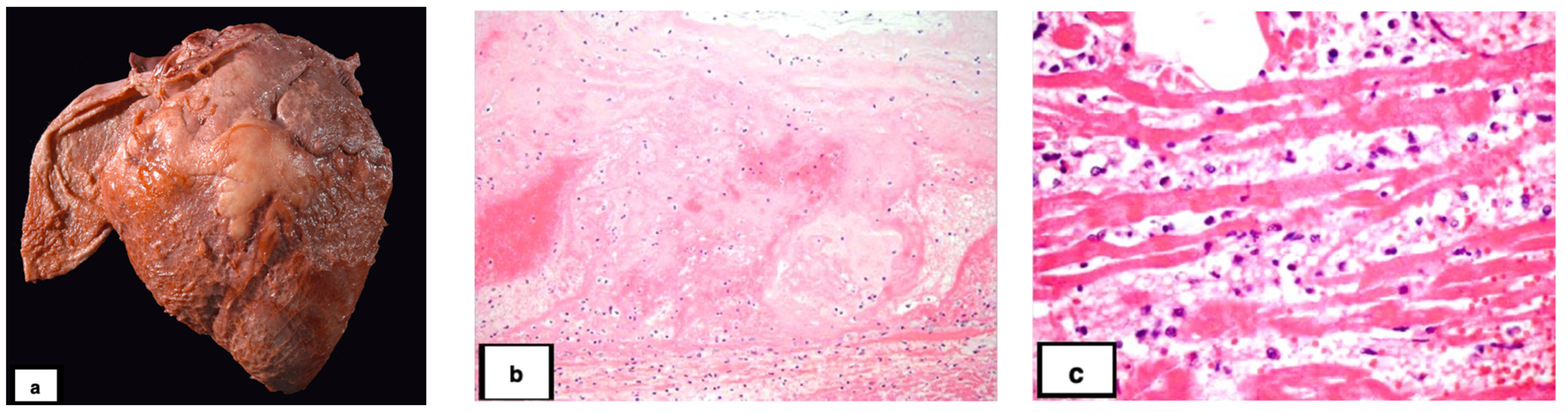 Vetsci 10 00297 g002 Vetsci 10 00297 g002