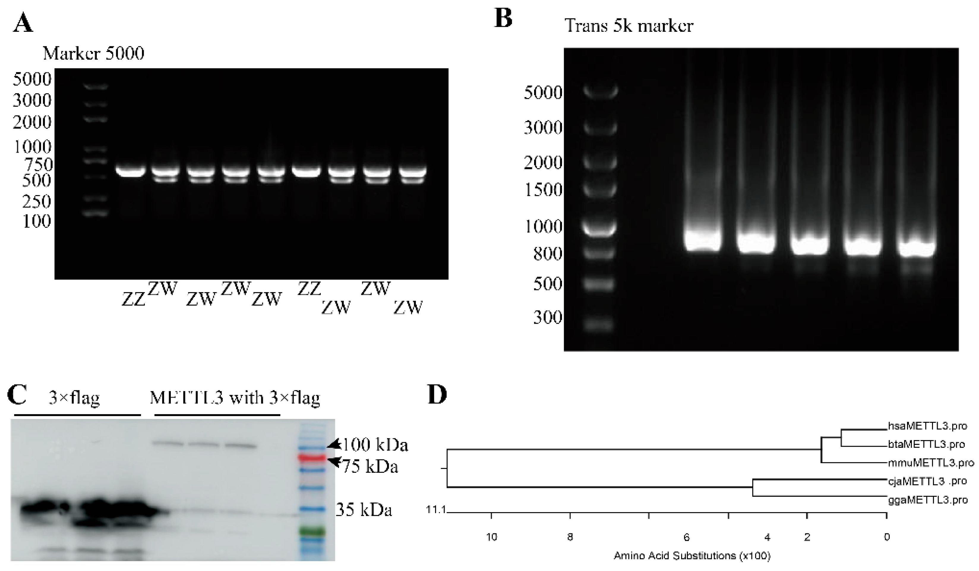 Vetsci 10 00300 g001