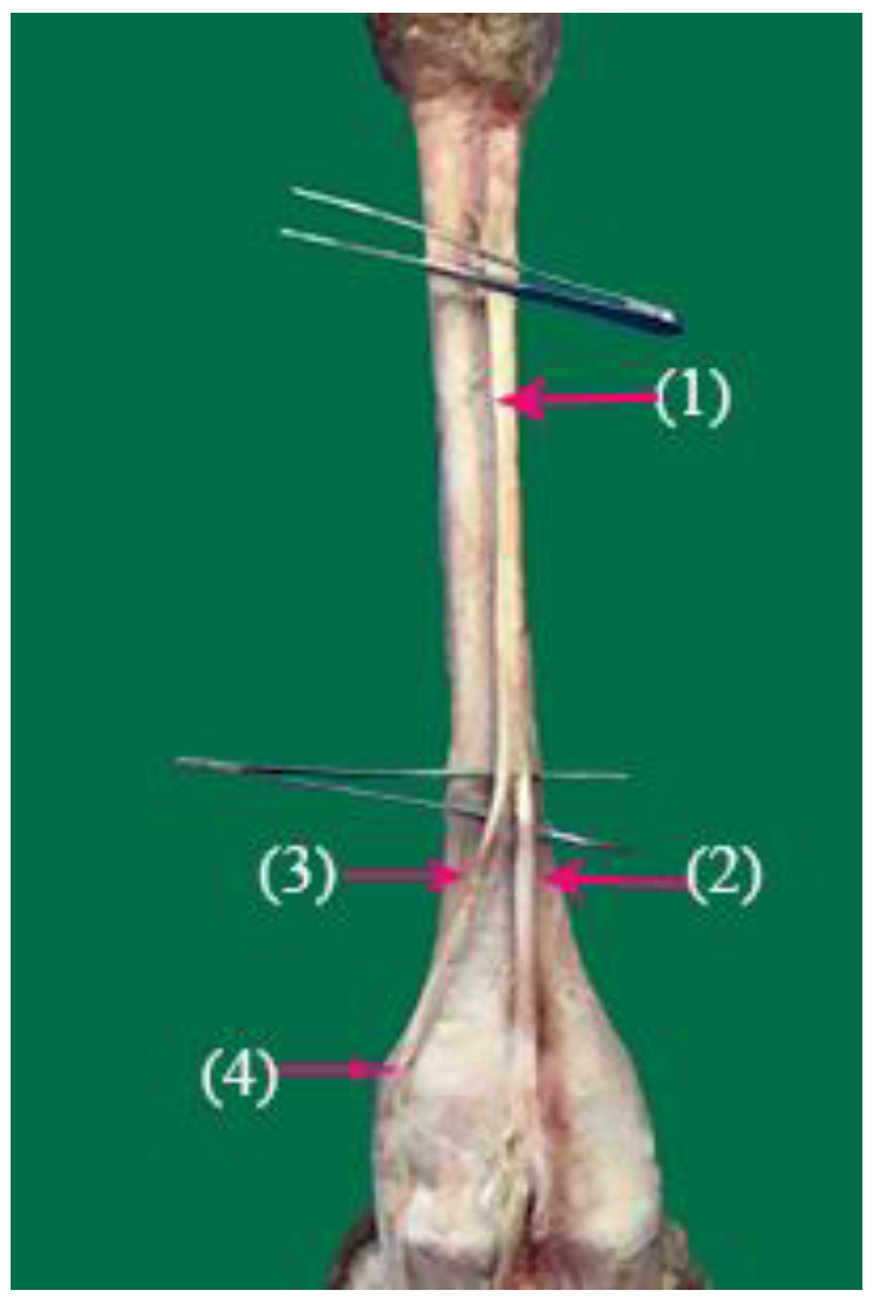 Vetsci 10 00305 g001 Vetsci 10 00305 g001