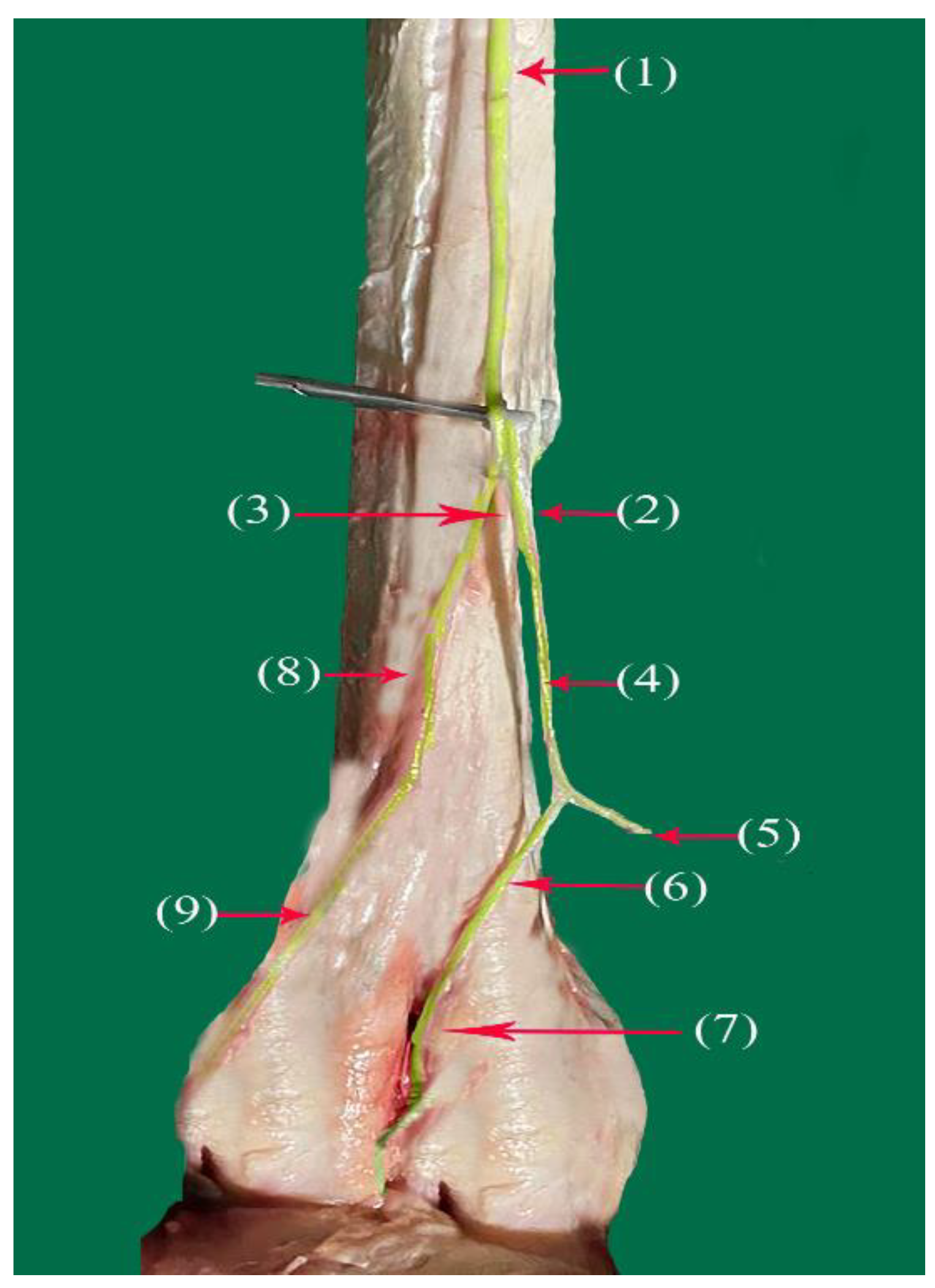 Vetsci 10 00305 g004 Vetsci 10 00305 g004