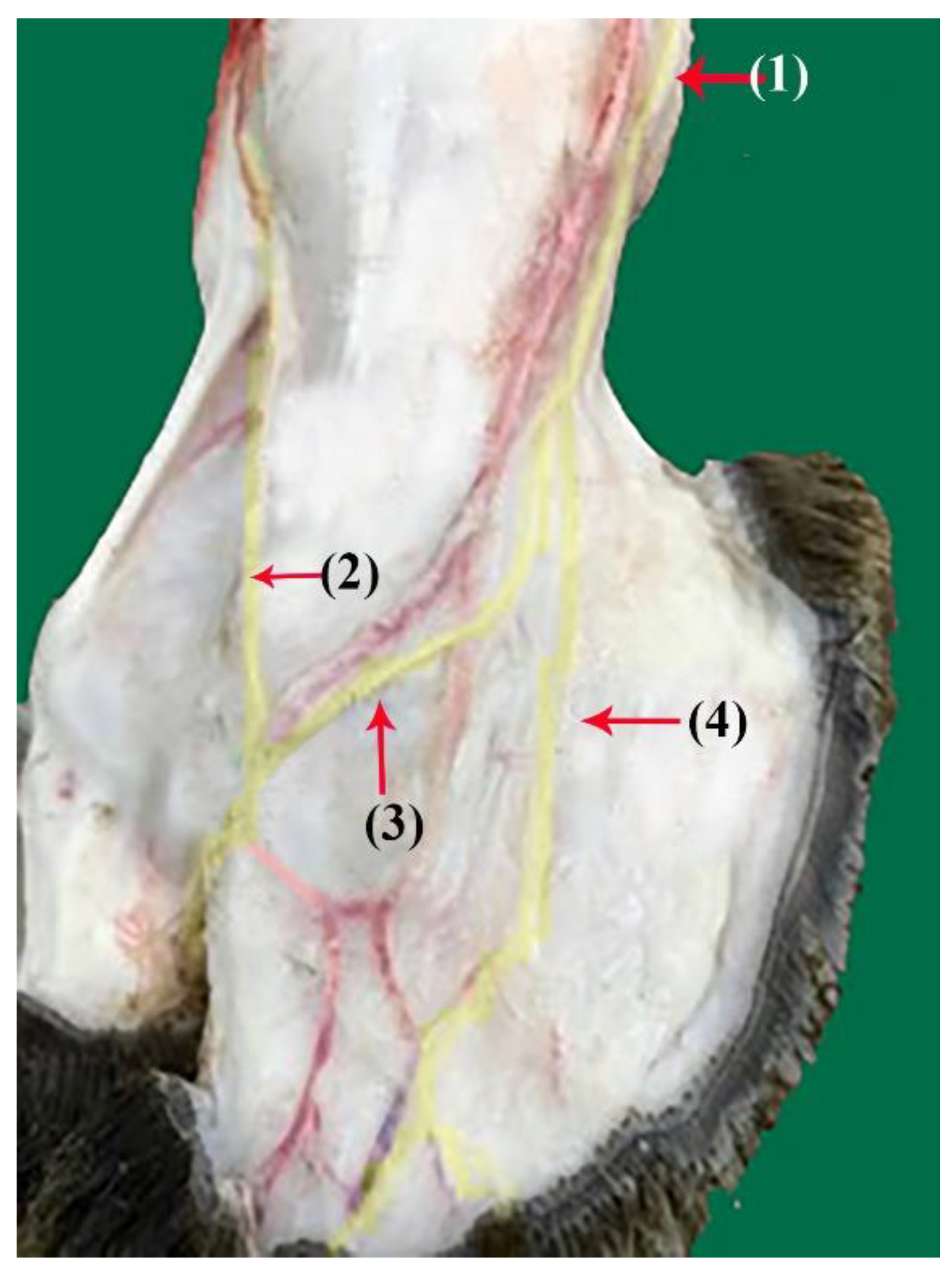 Vetsci 10 00305 g005 Vetsci 10 00305 g005