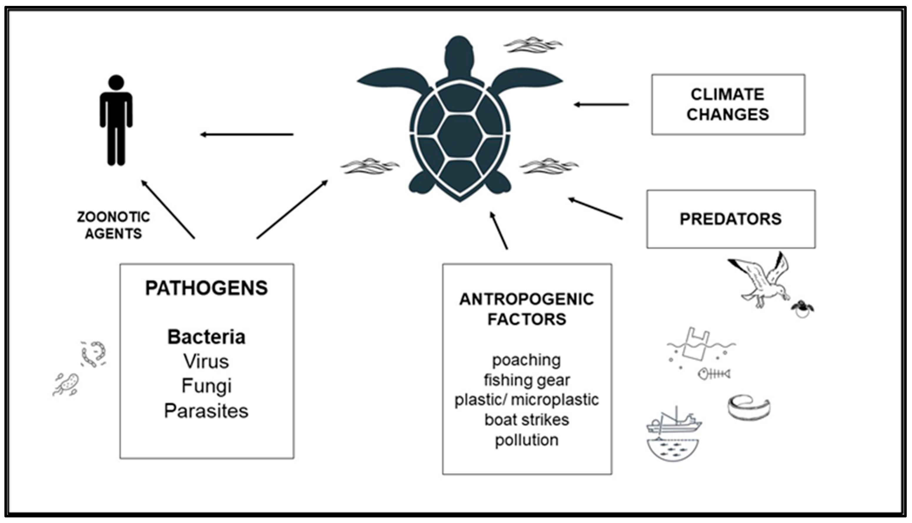 Bacterial Infections in Sea Turtles | MDPI