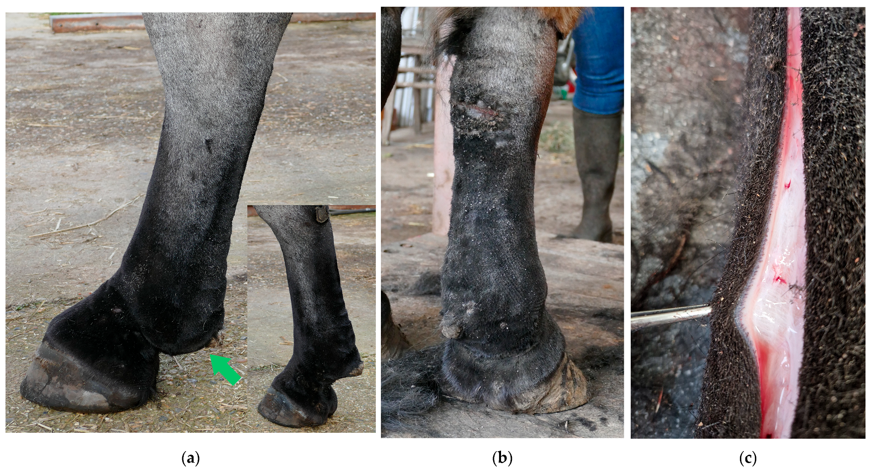 Vetsci 10 00347 g003 Vetsci 10 00347 g003