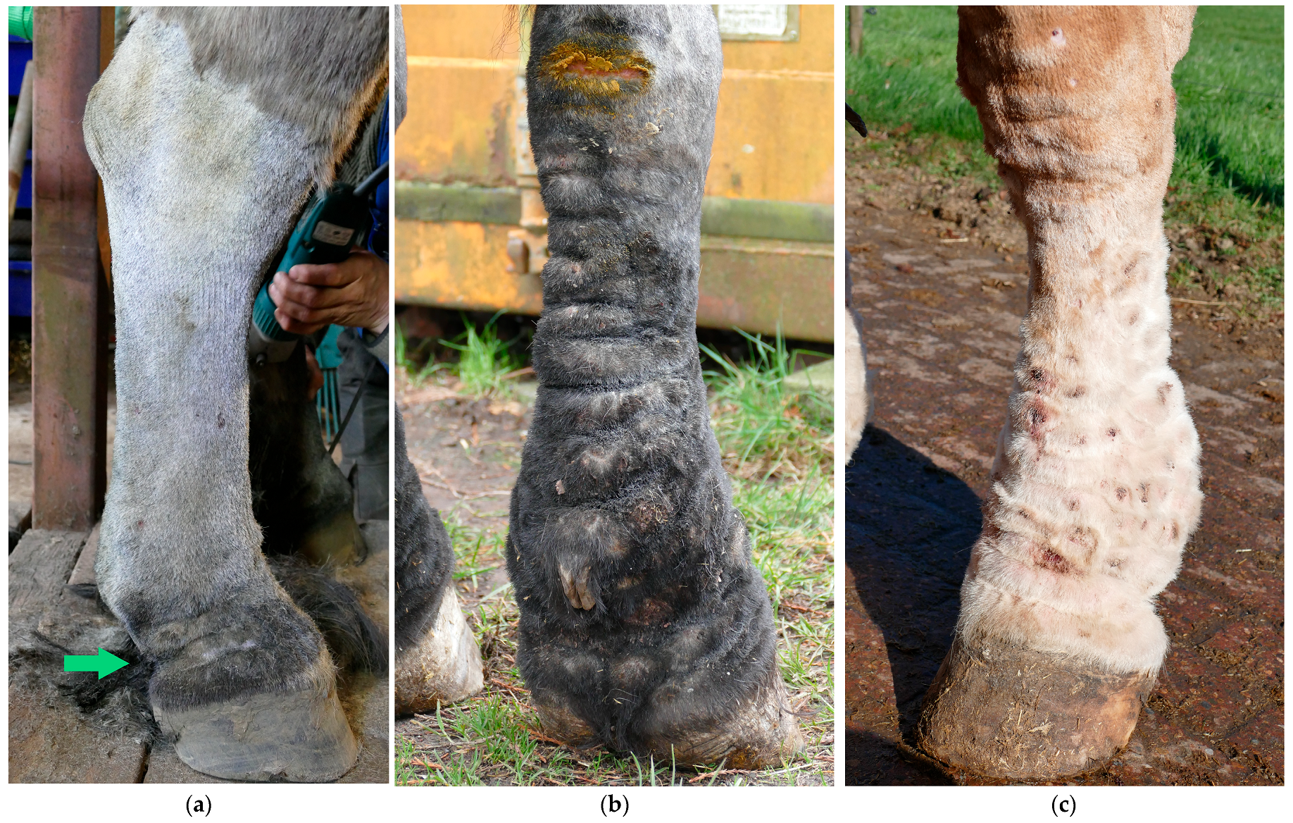 Vetsci 10 00347 g004 Vetsci 10 00347 g004