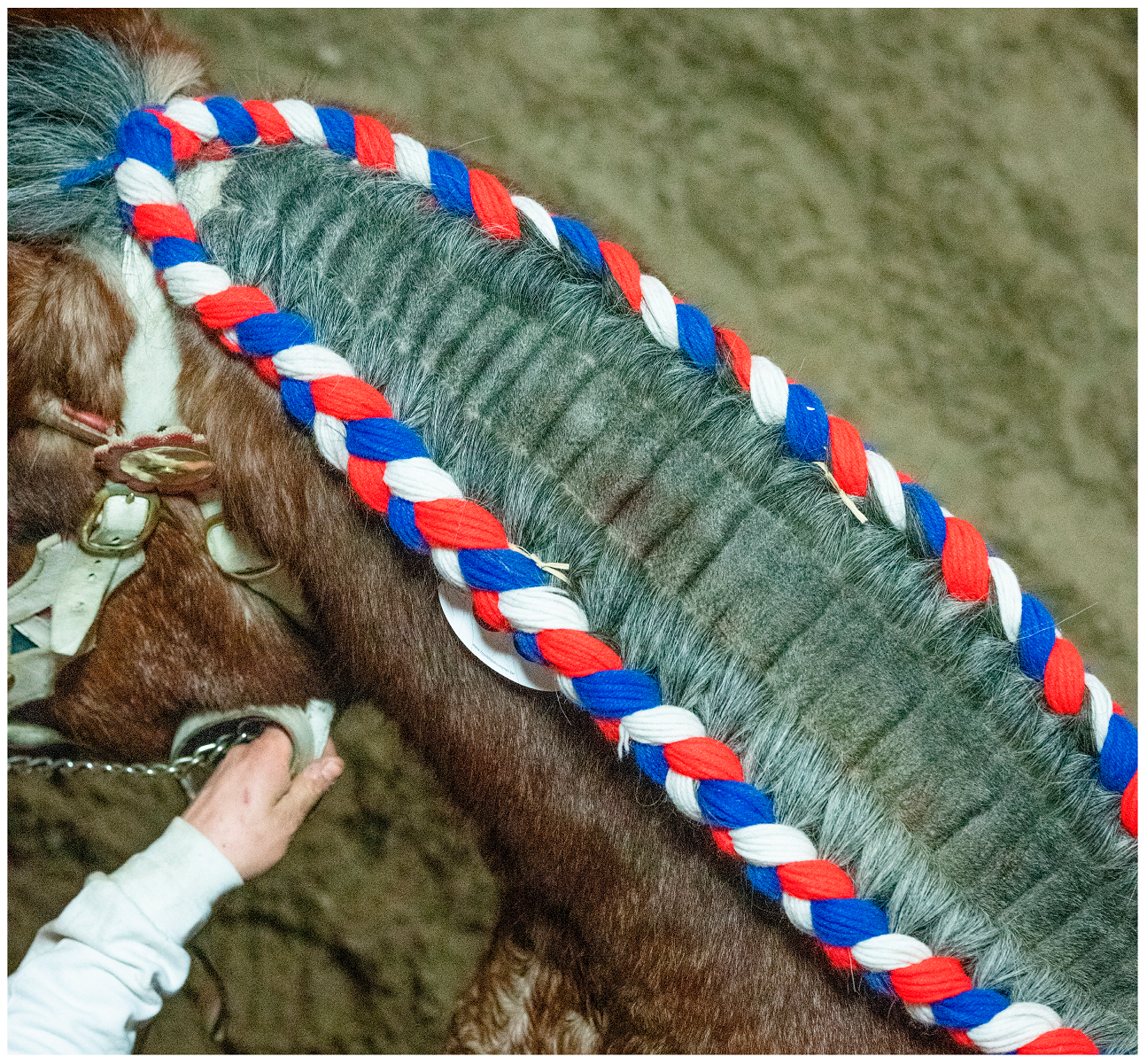 Vetsci 10 00347 g005 Vetsci 10 00347 g005