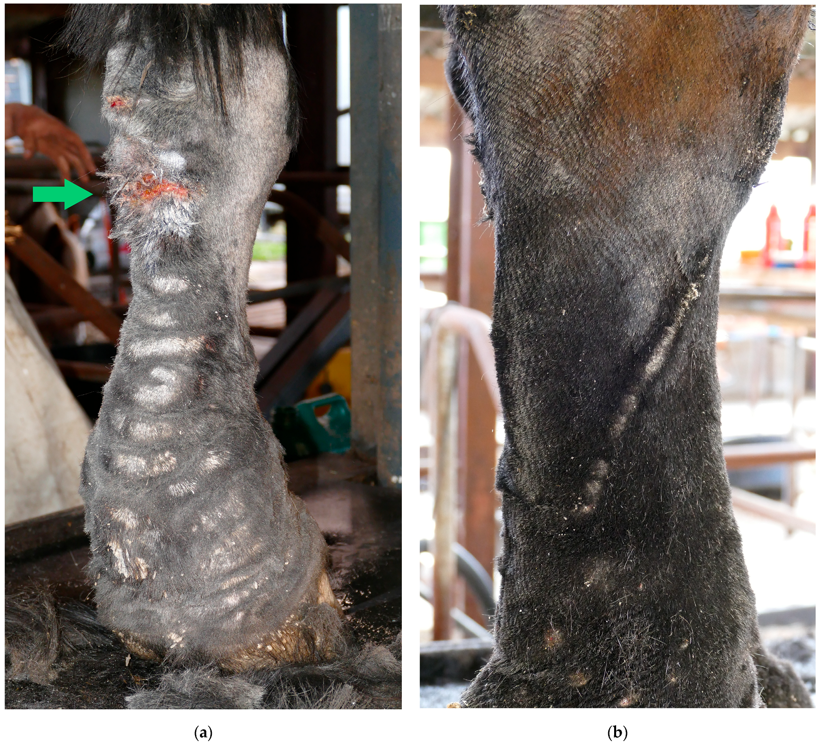 Vetsci 10 00347 g006 Vetsci 10 00347 g006