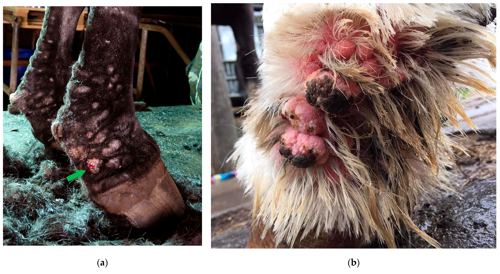 Vetsci 10 00347 g007 Vetsci 10 00347 g007