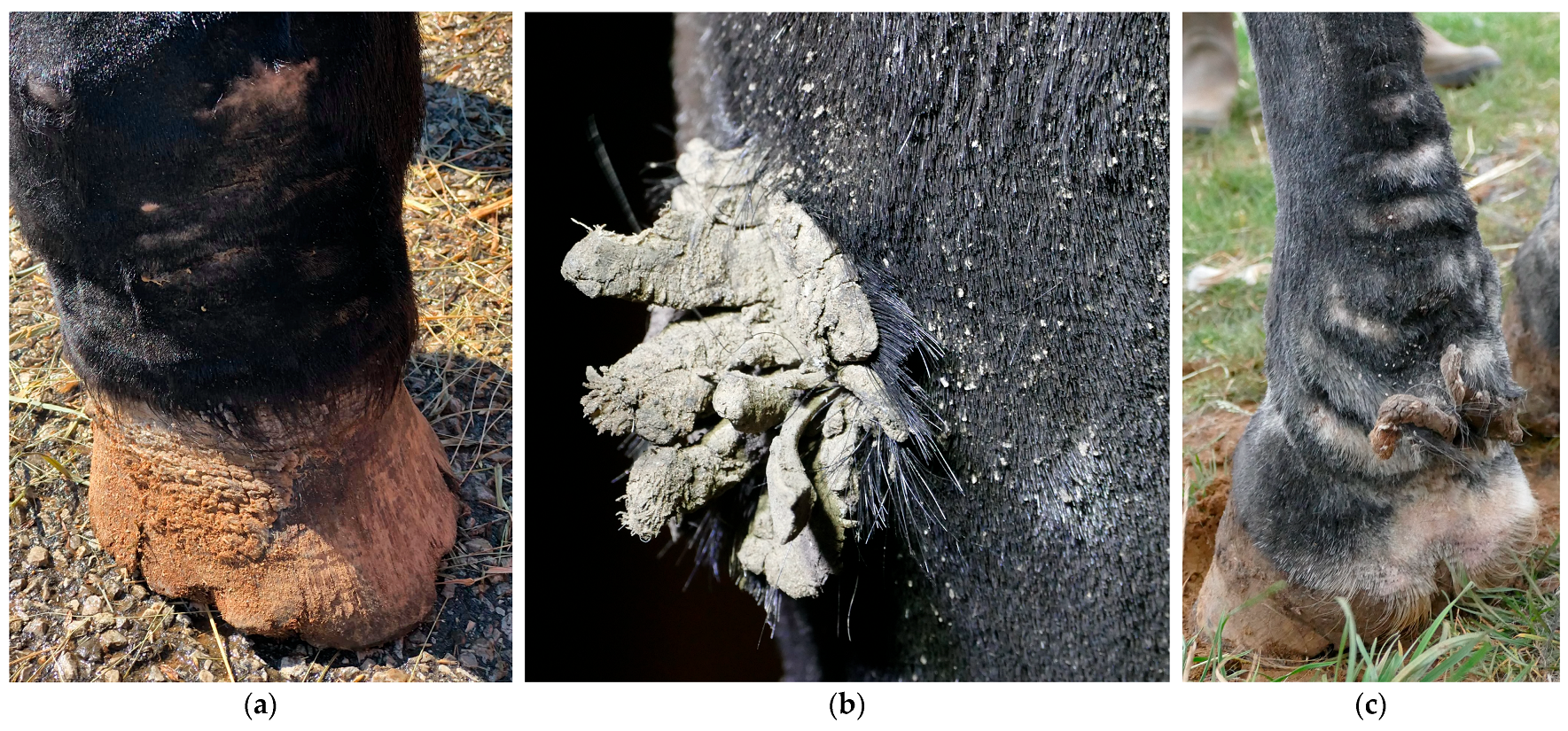 Vetsci 10 00347 g008 Vetsci 10 00347 g008