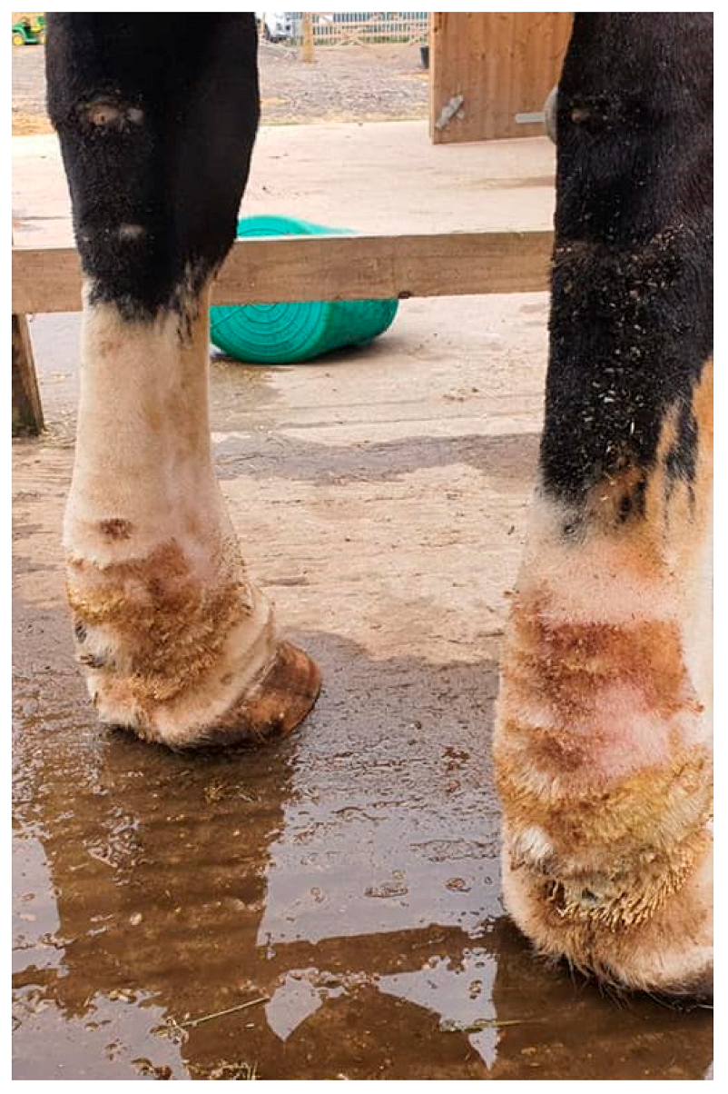 Vetsci 10 00347 g010 Vetsci 10 00347 g010