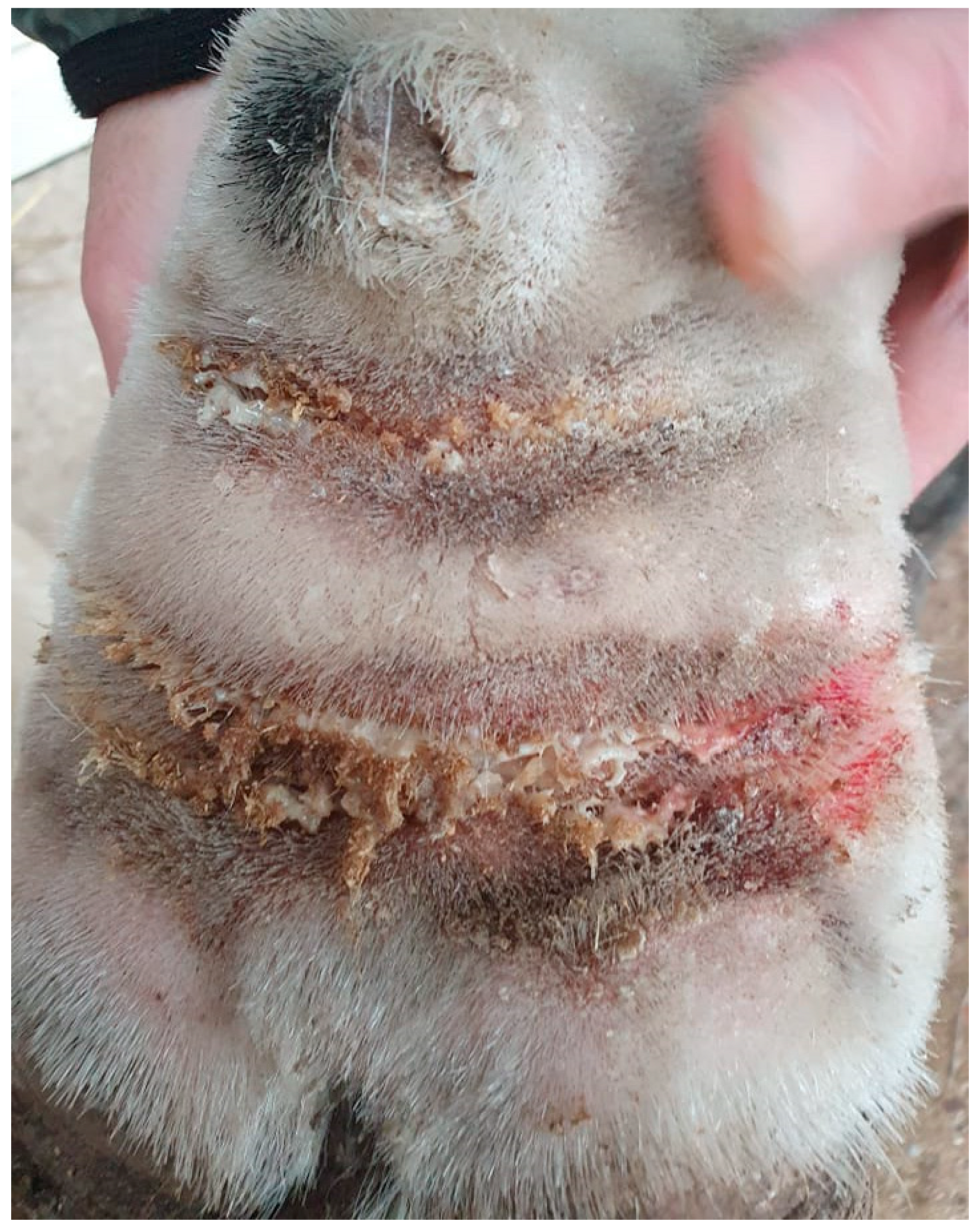 Vetsci 10 00347 g011 Vetsci 10 00347 g011