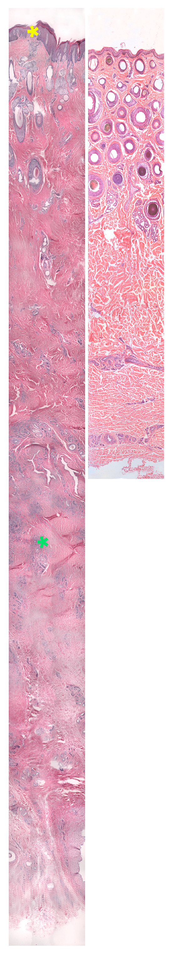Vetsci 10 00347 g013 Vetsci 10 00347 g013