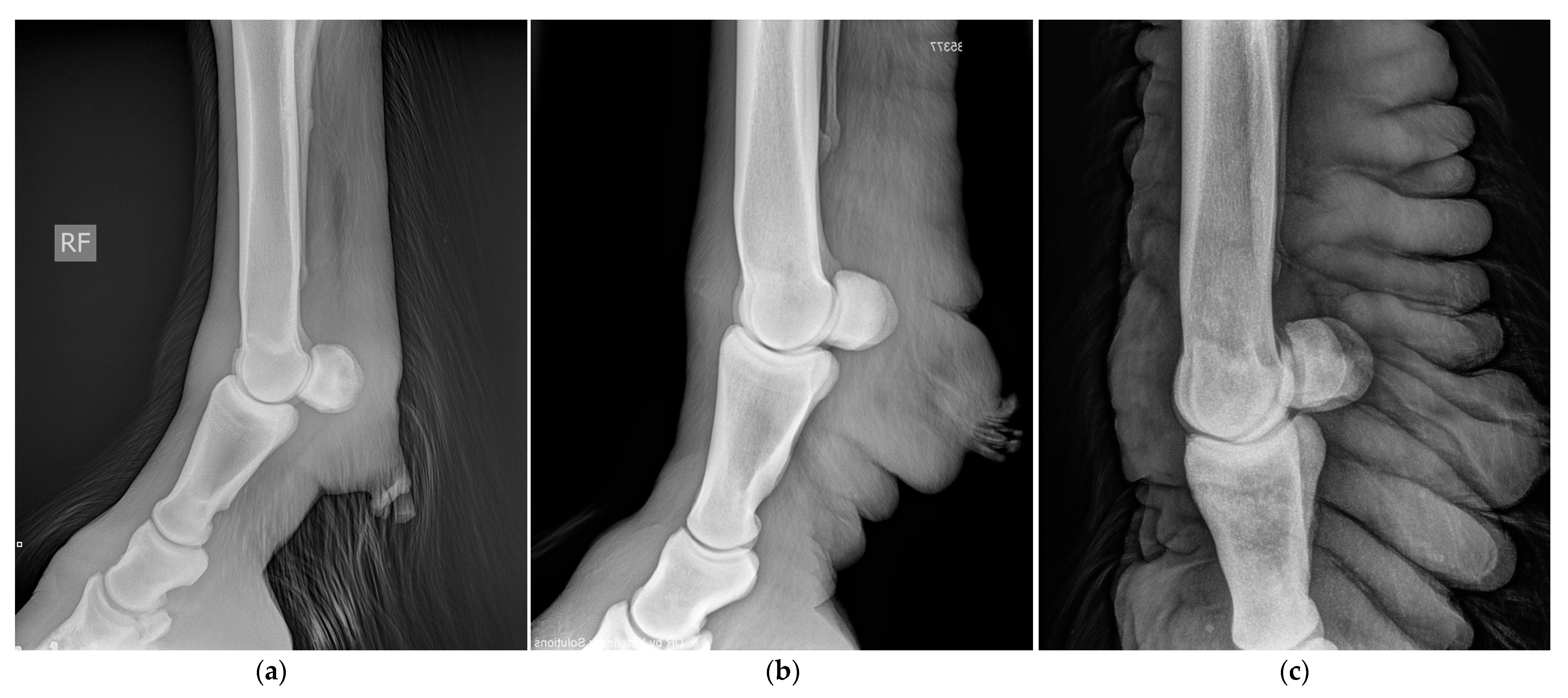 Vetsci 10 00347 g015 Vetsci 10 00347 g015