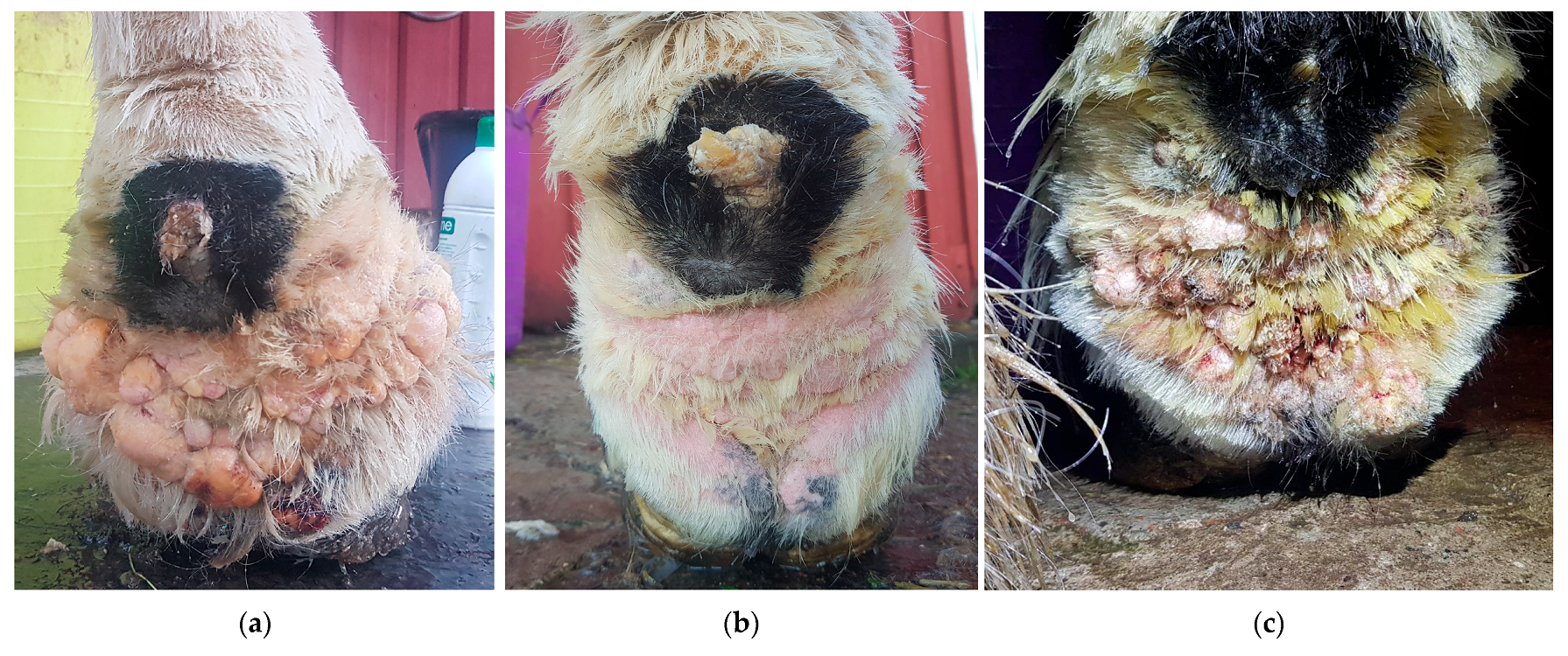 Vetsci 10 00347 g016 Vetsci 10 00347 g016