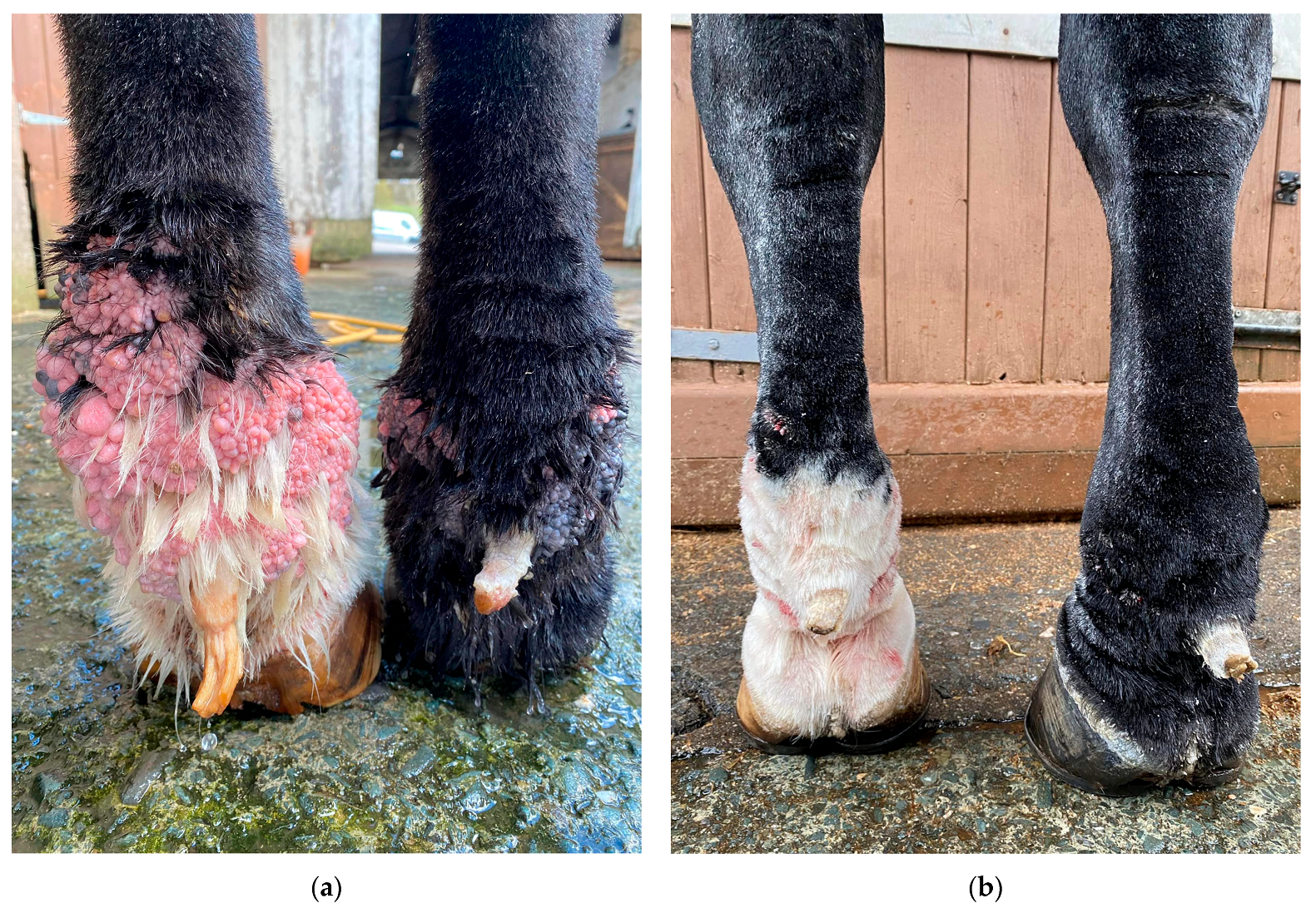 Vetsci 10 00347 g017 Vetsci 10 00347 g017