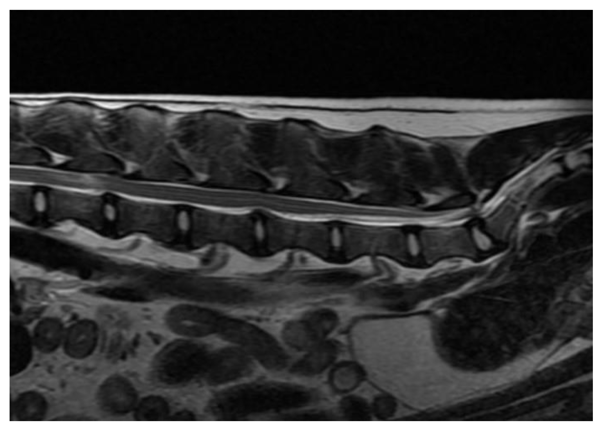 Vetsci 10 00359 g002 Vetsci 10 00359 g002