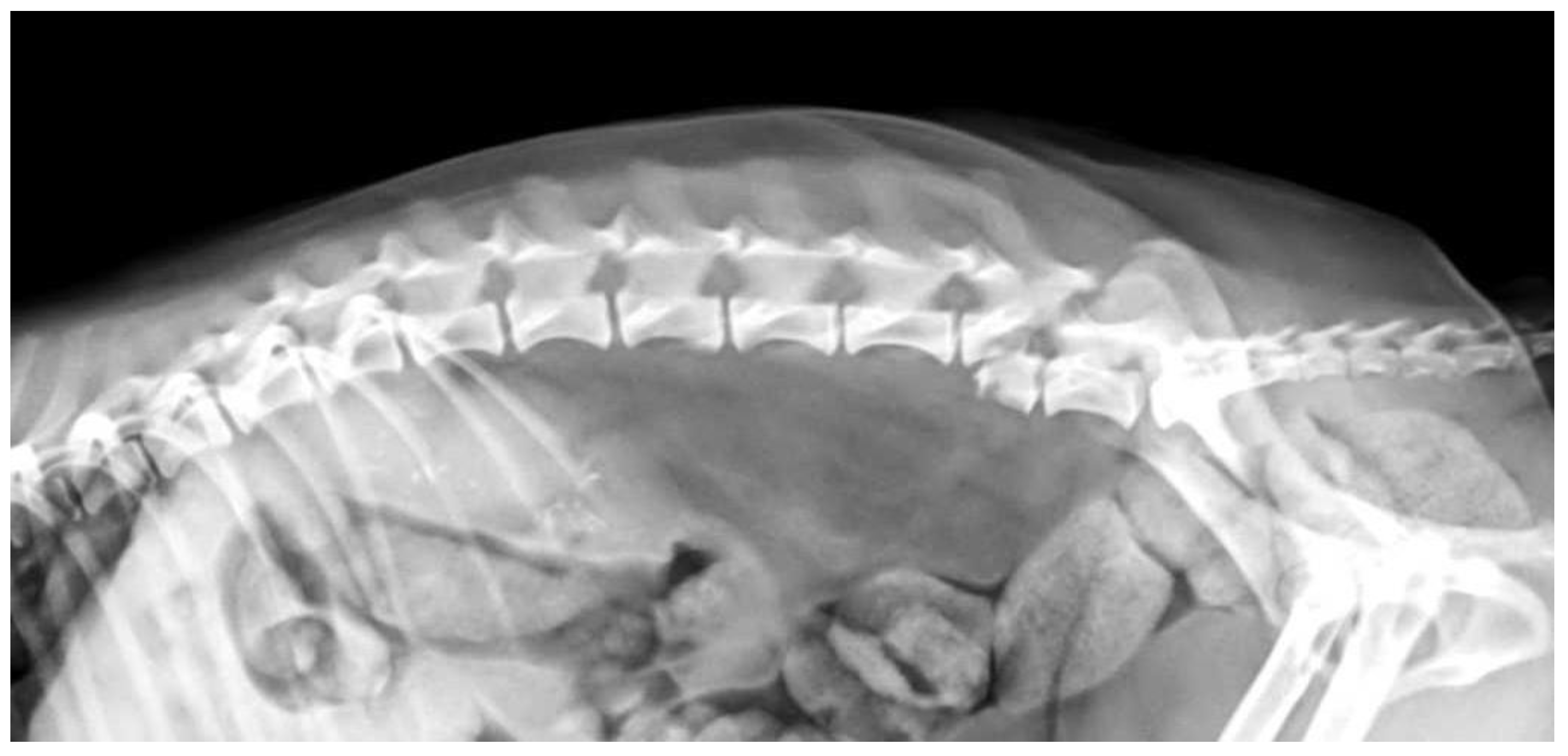 Vetsci 10 00359 g008 Vetsci 10 00359 g008