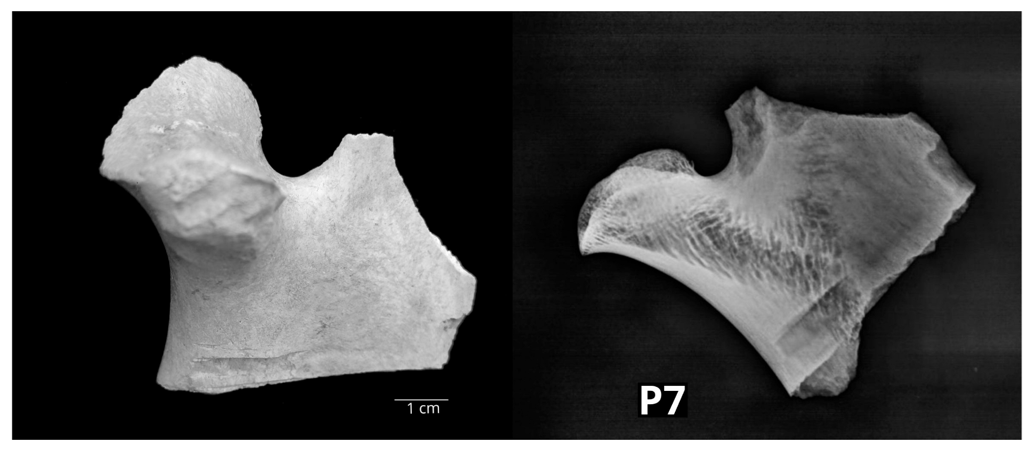 Vetsci 10 00361 g003