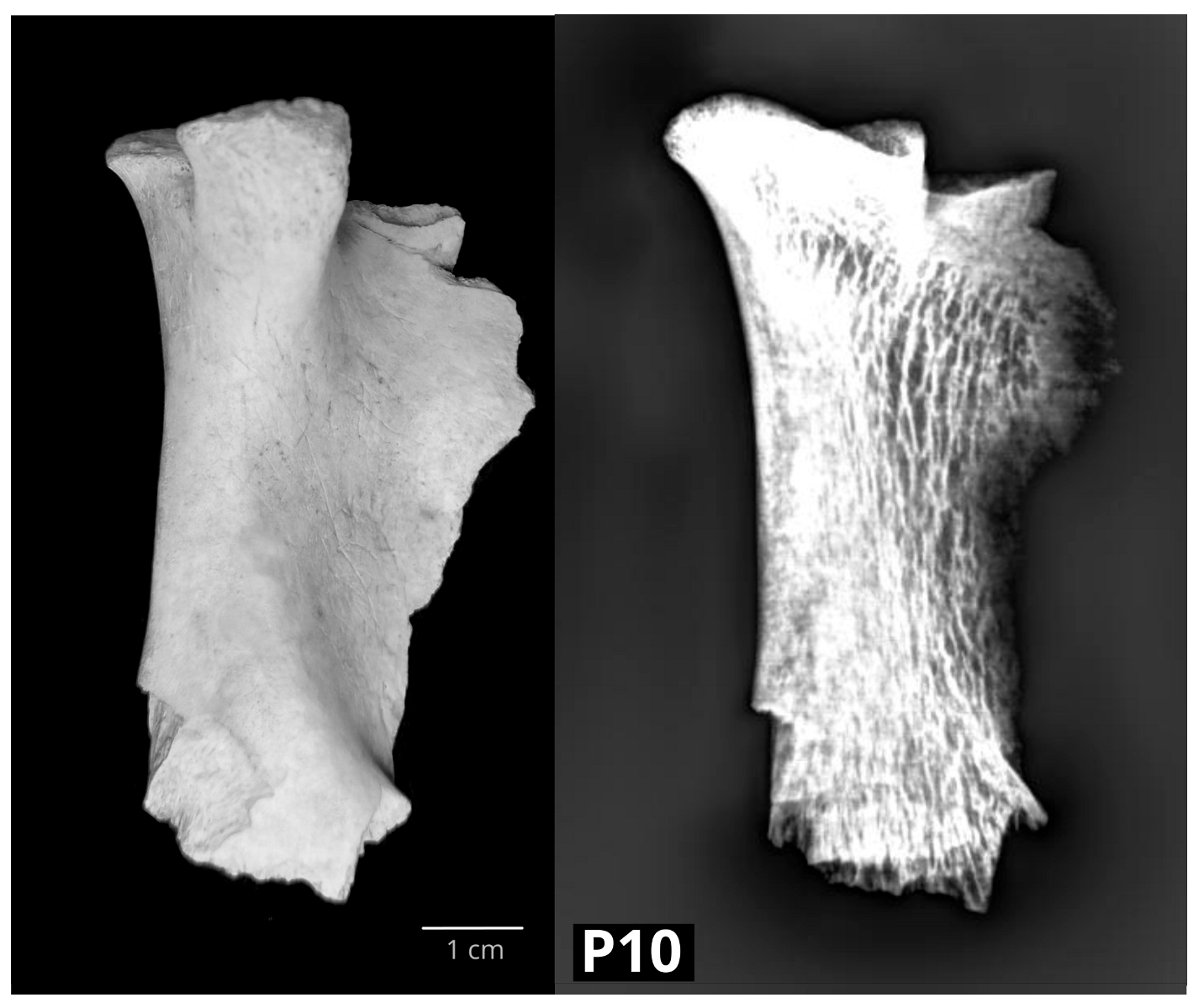 Vetsci 10 00361 g004