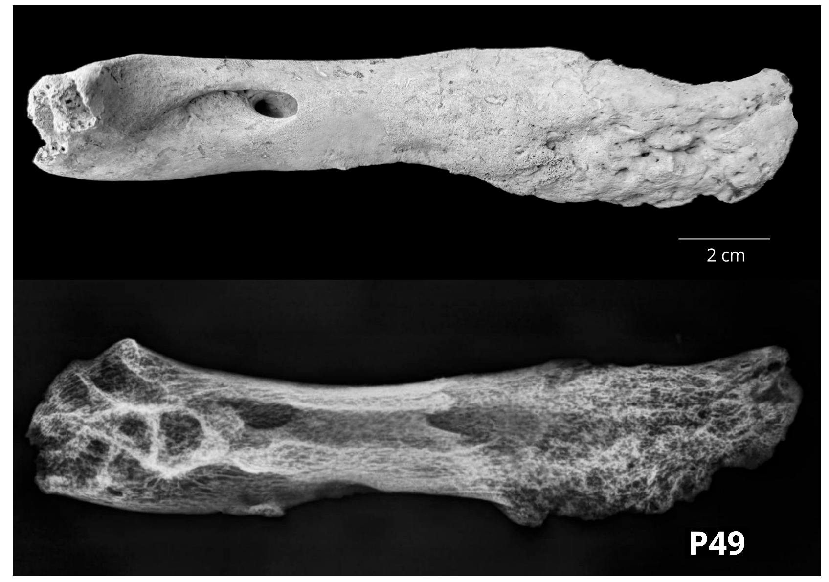 Vetsci 10 00361 g005