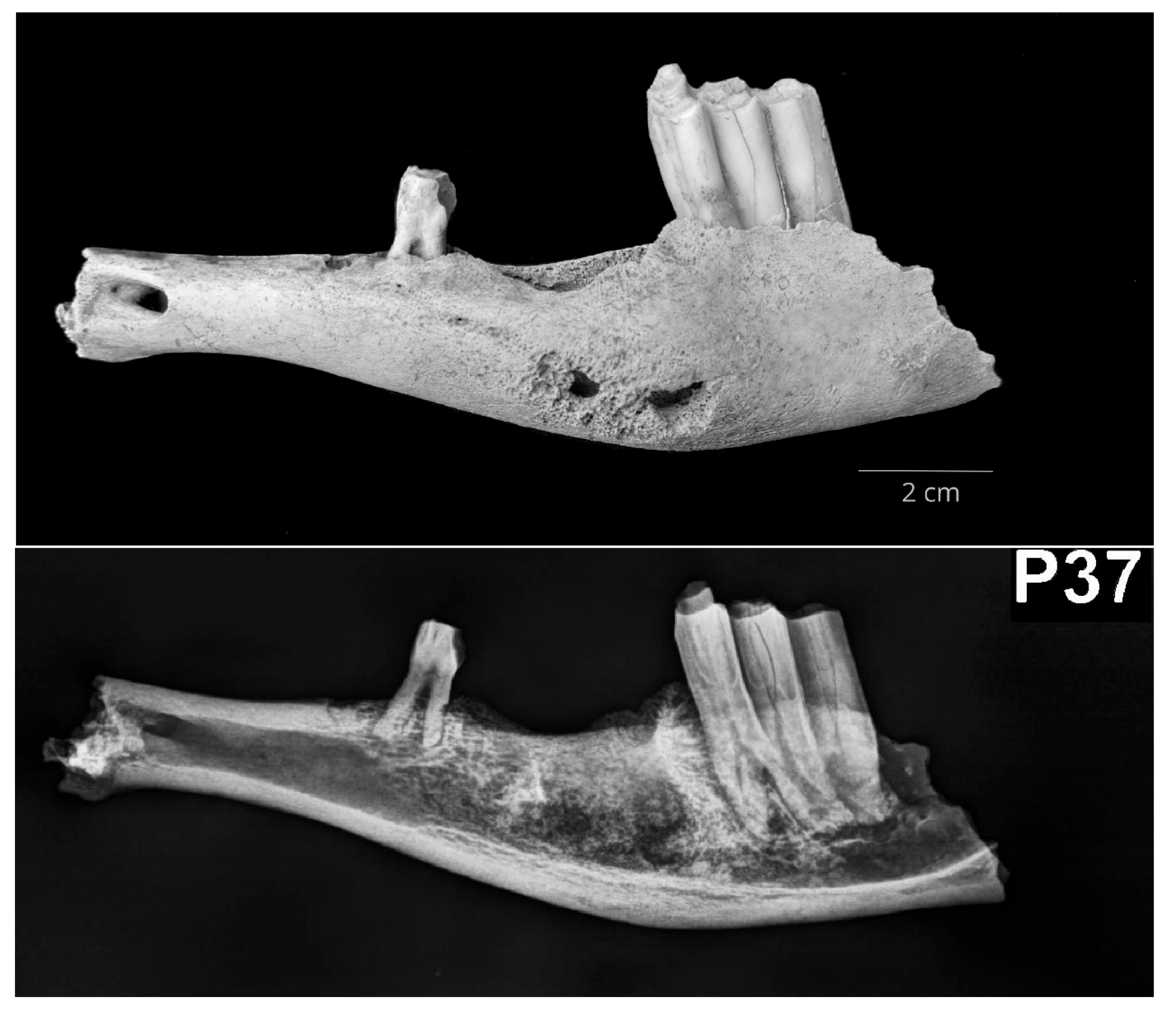 Vetsci 10 00361 g006