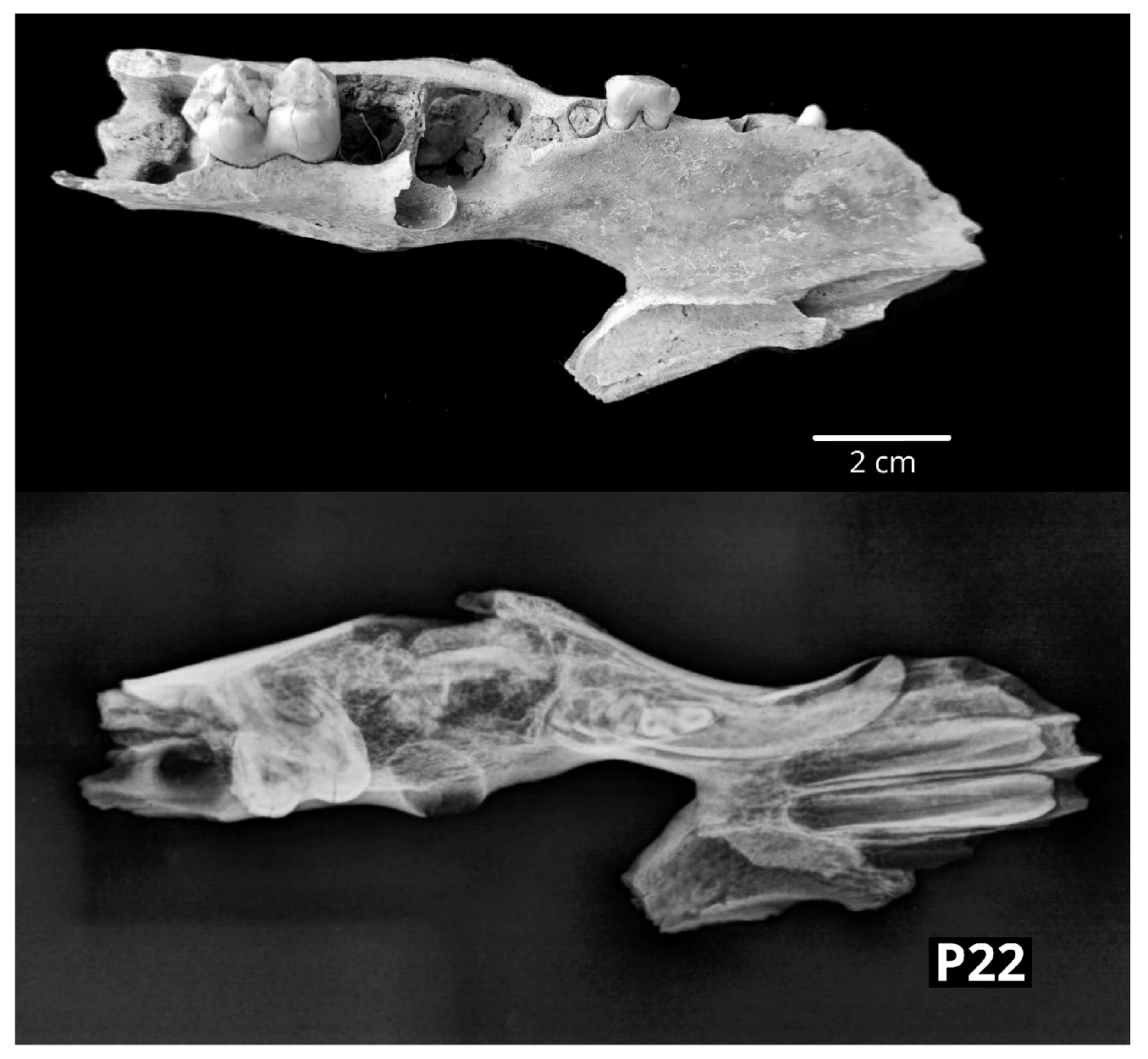 Vetsci 10 00361 g007