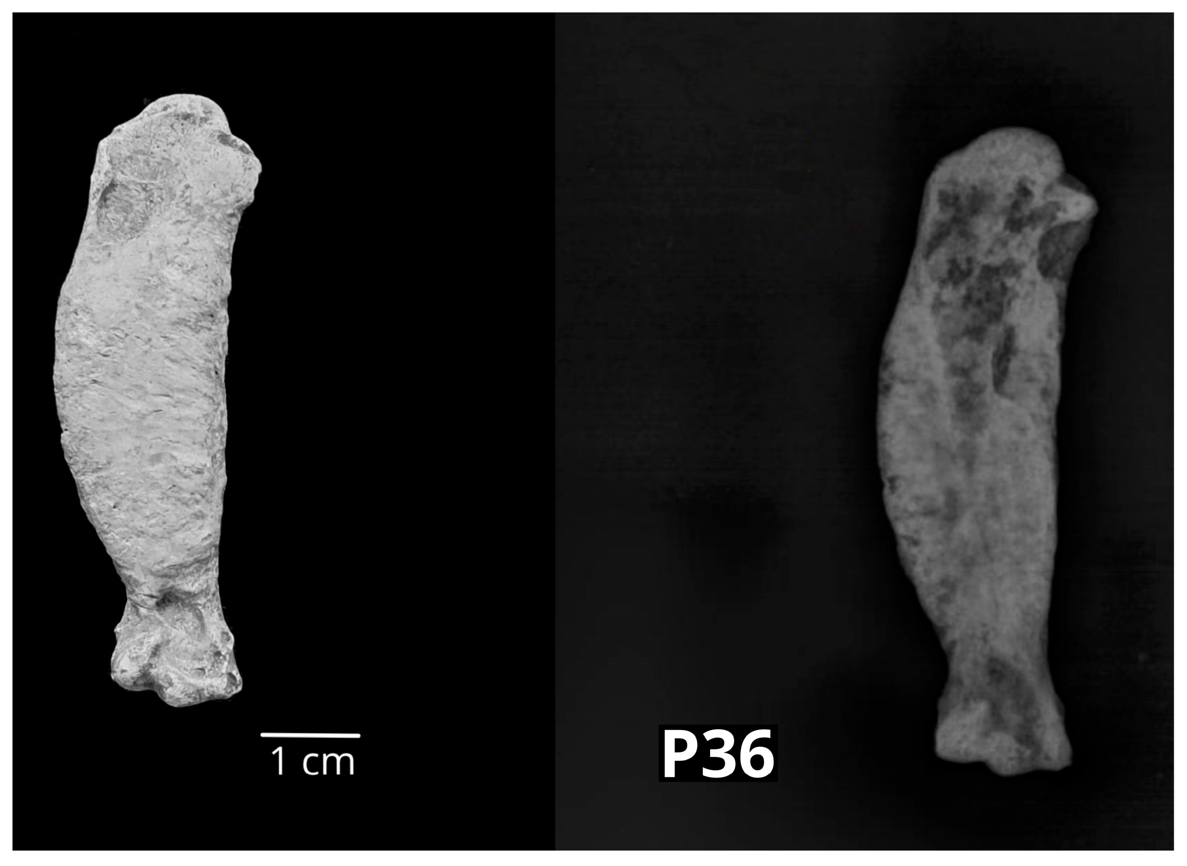 Vetsci 10 00361 g008