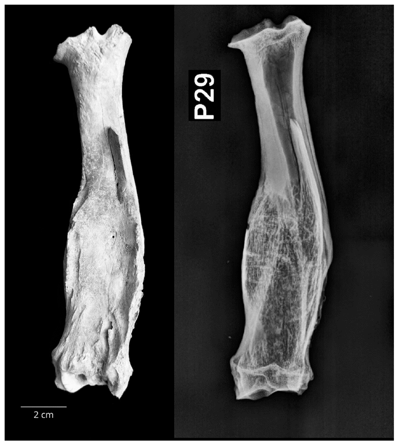 Vetsci 10 00361 g009