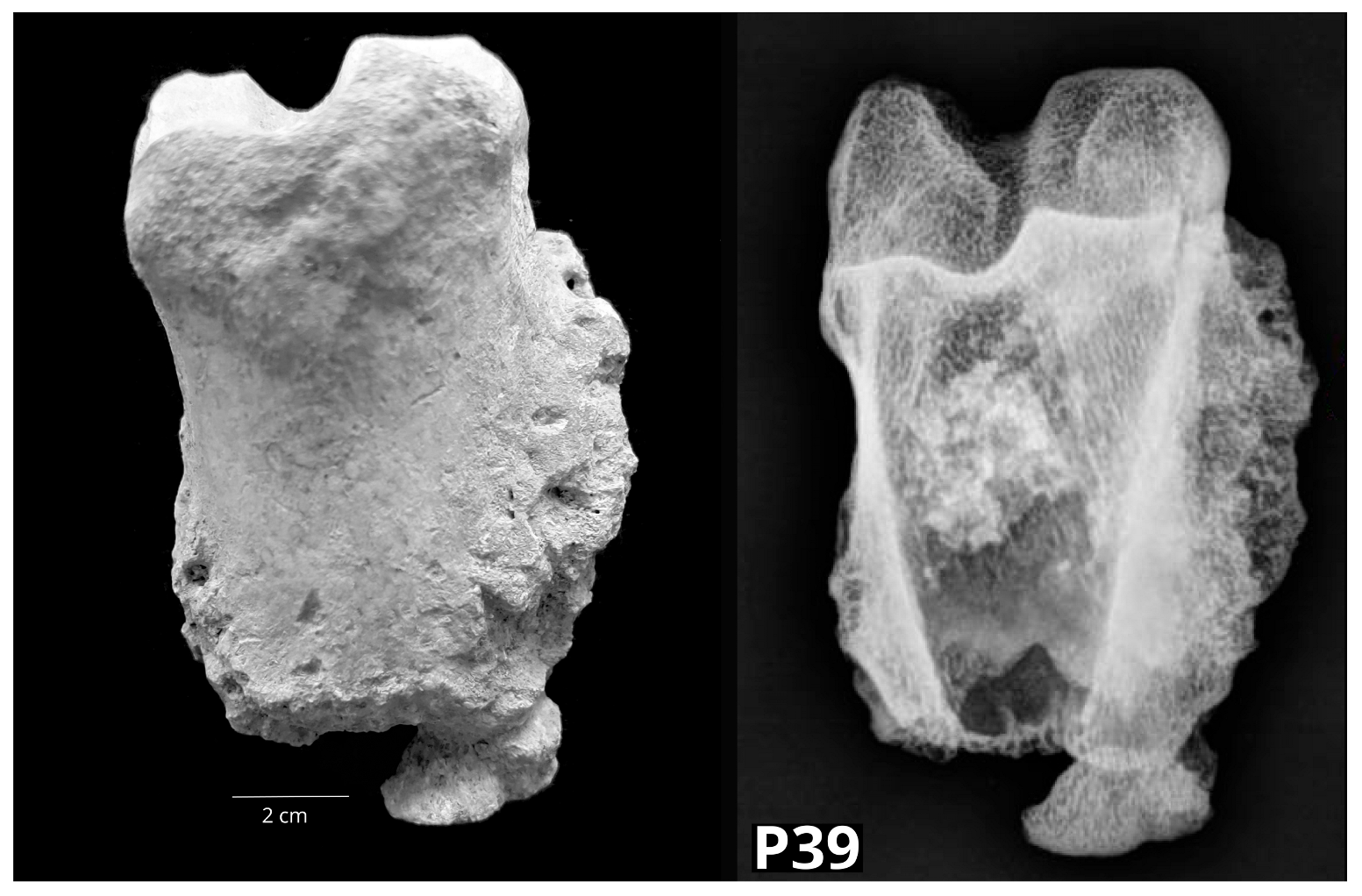 Vetsci 10 00361 g011