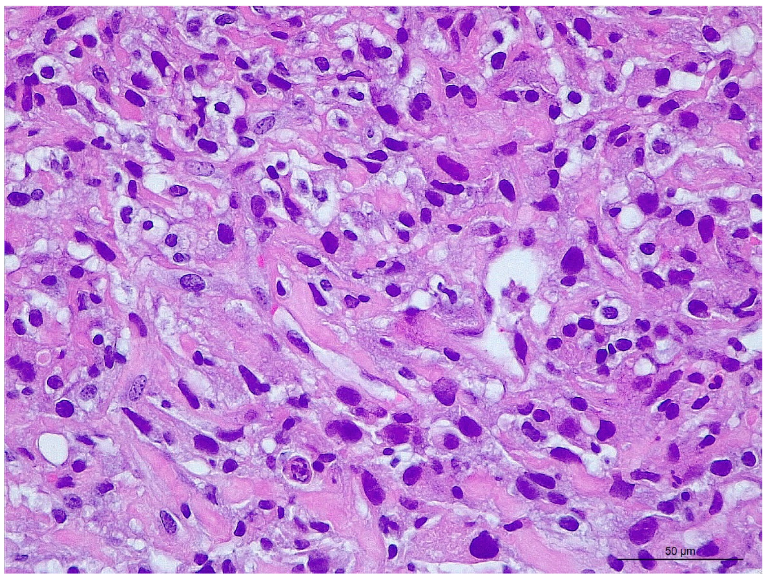 Vetsci 10 00376 g002 Vetsci 10 00376 g002