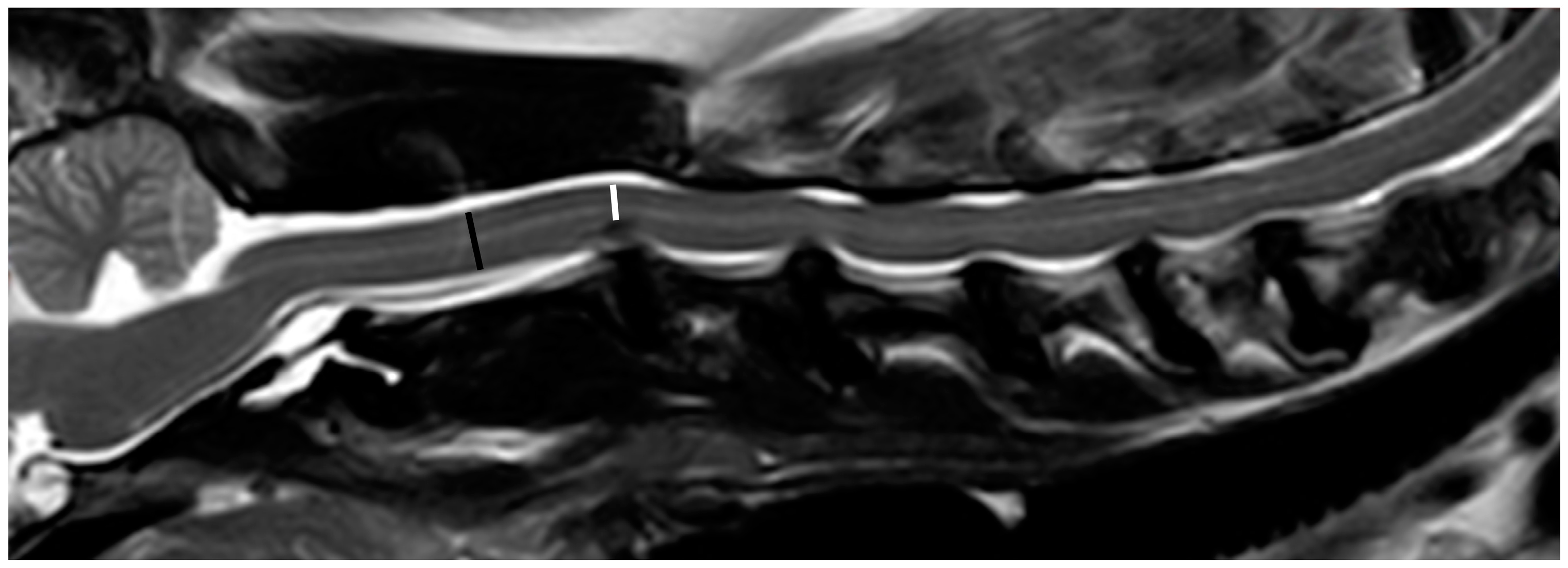 Vetsci 10 00377 g001