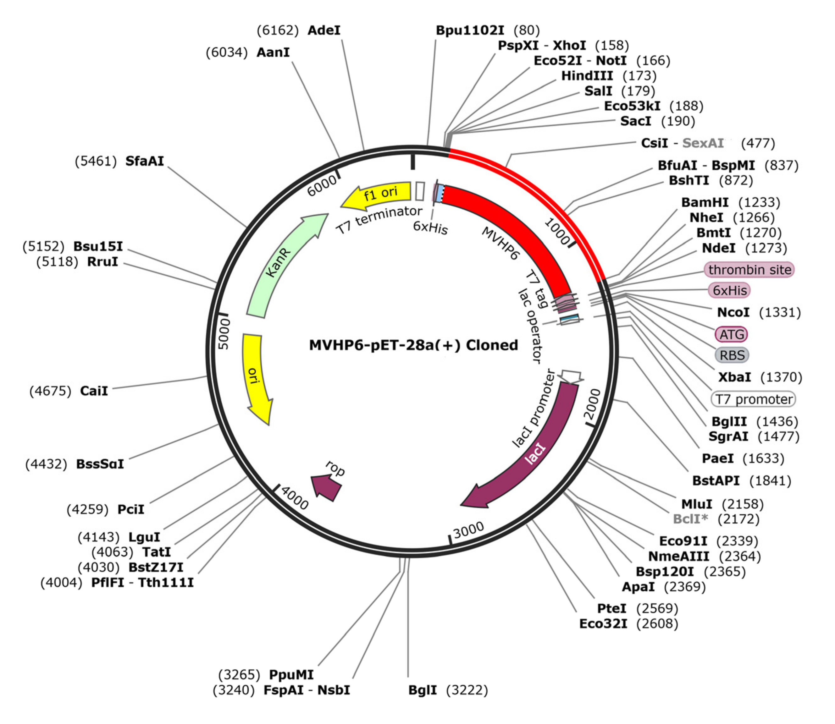 Vetsci 10 00383 g007 Vetsci 10 00383 g007