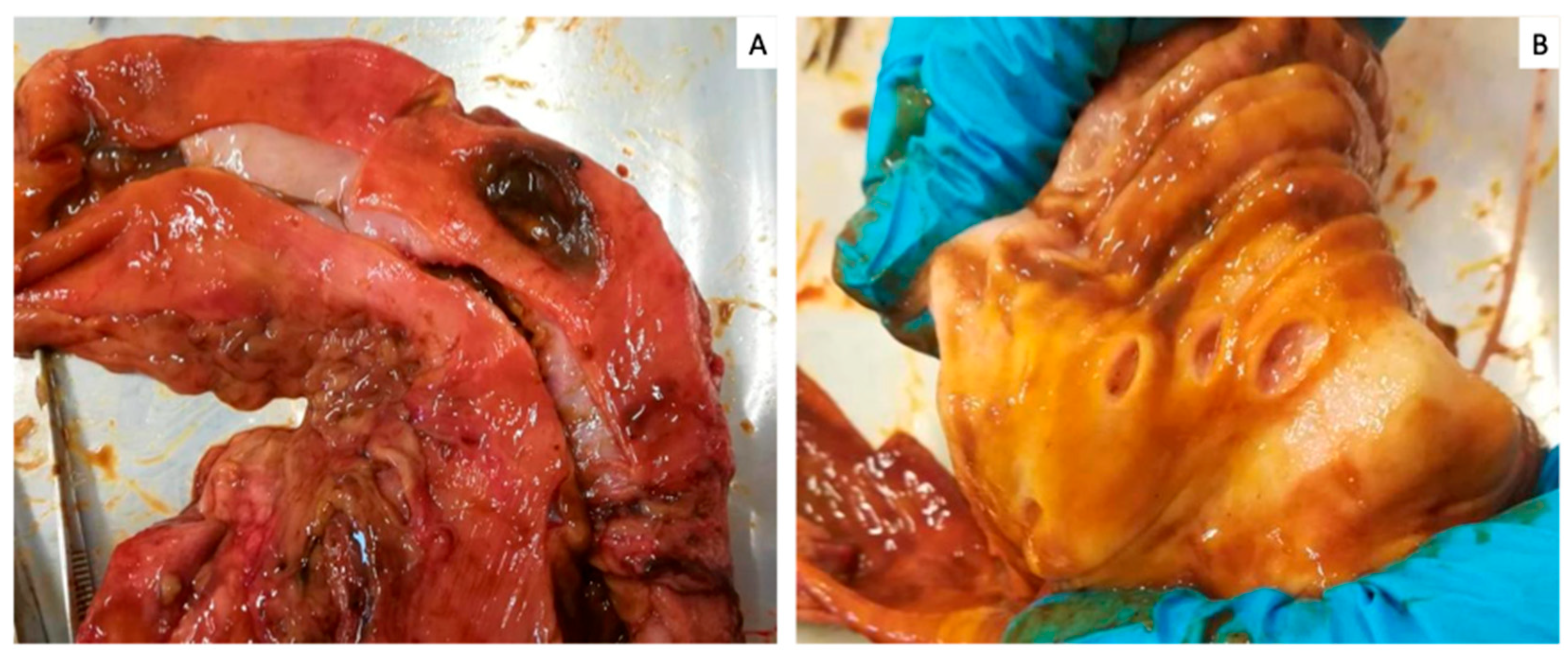 Vetsci 10 00384 g001