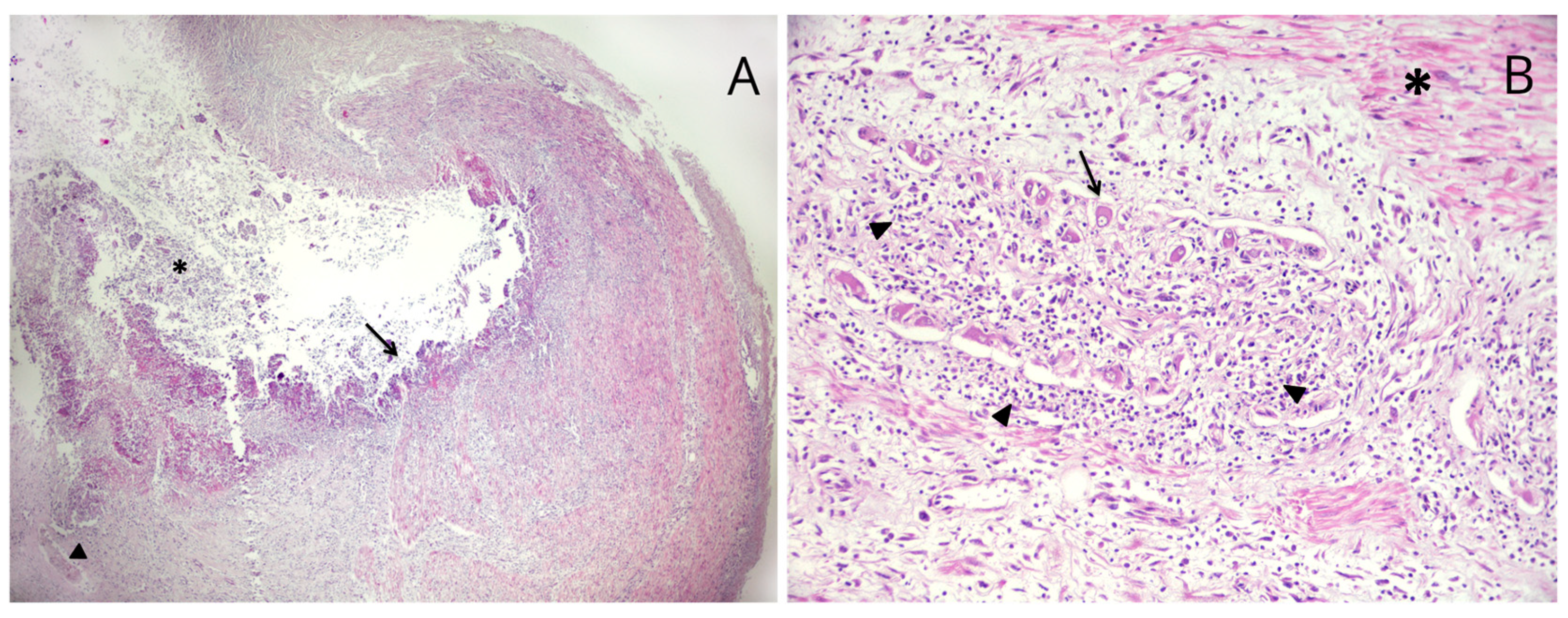 Vetsci 10 00384 g002