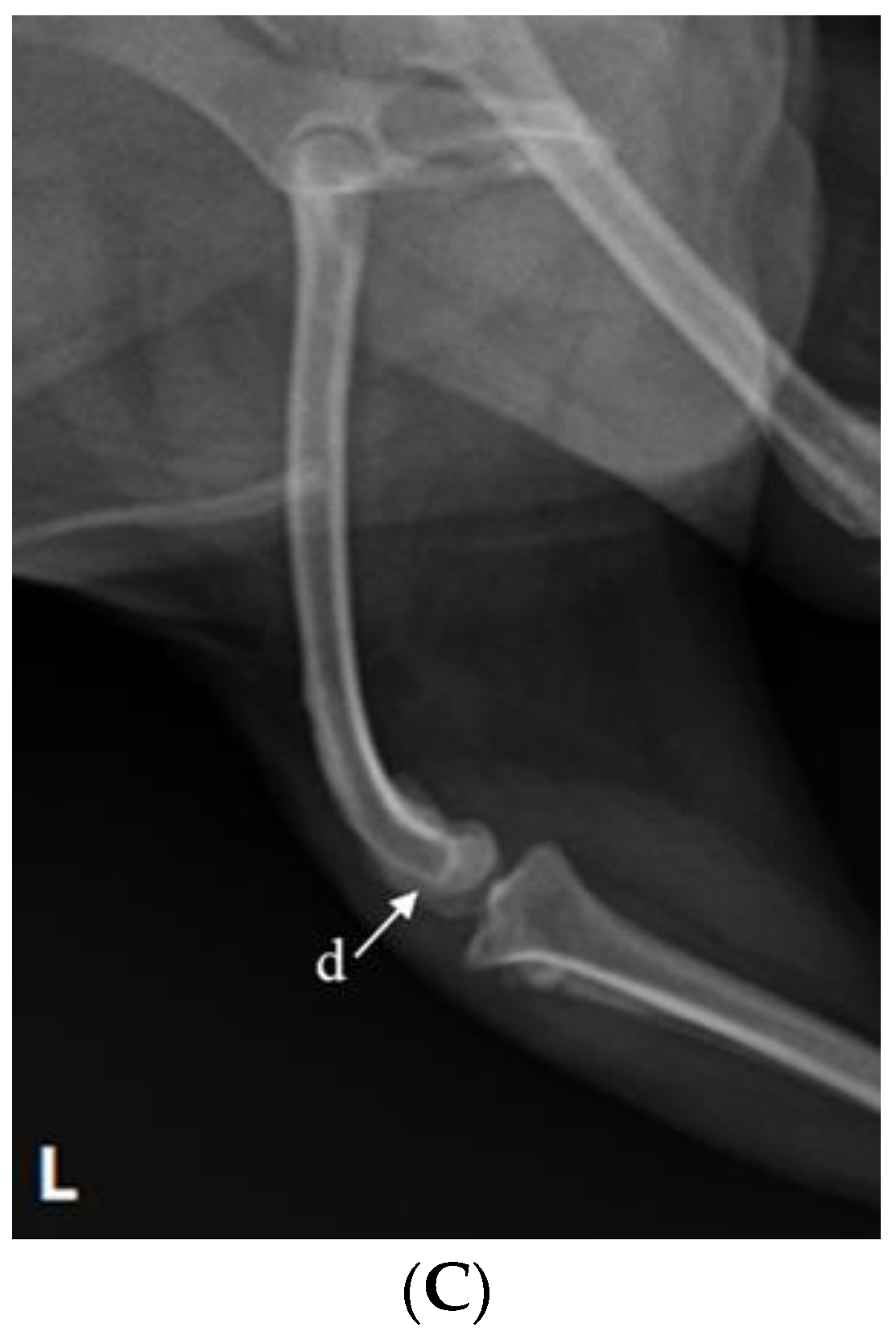 Vetsci 10 00407 g001b